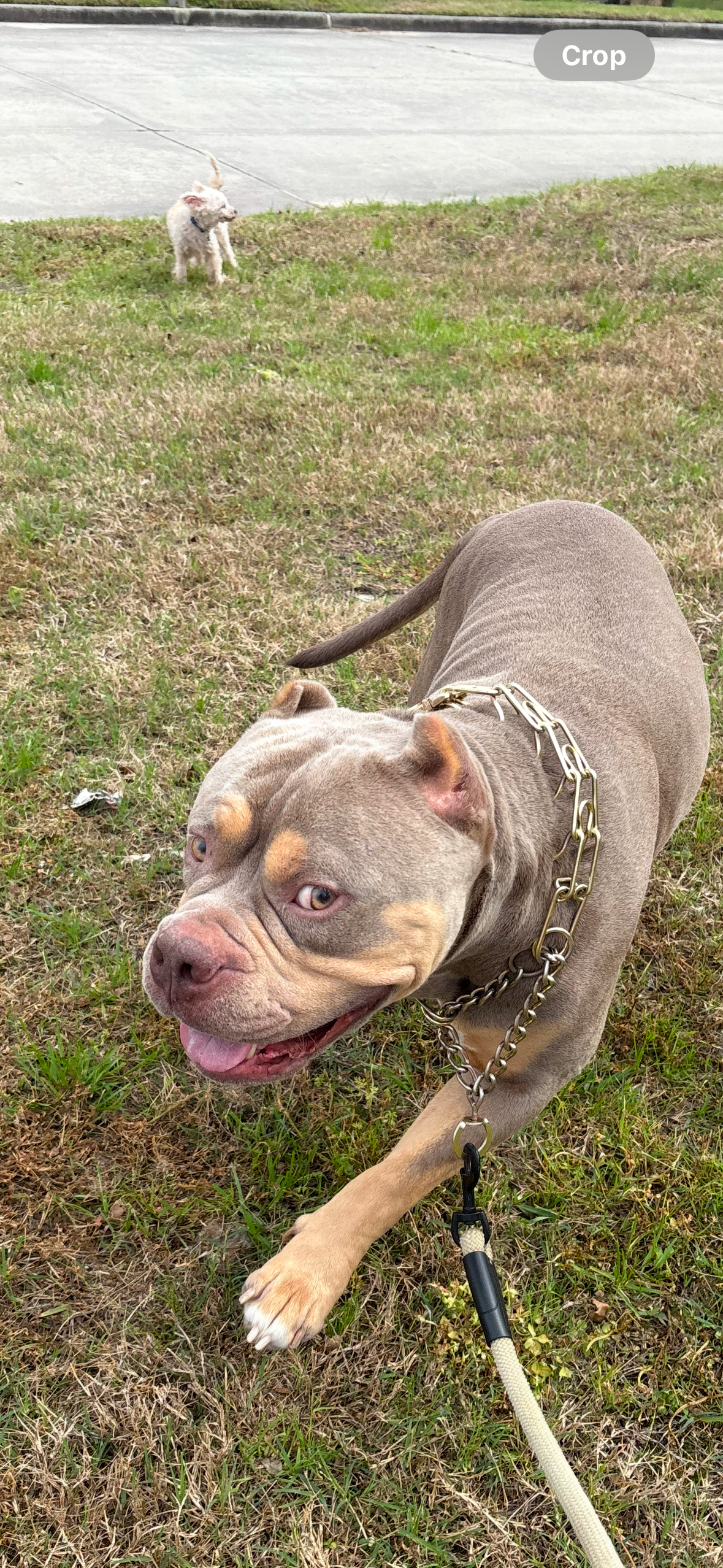 Help Honcho Get Back on His Paws campaign photo, 6 of 8