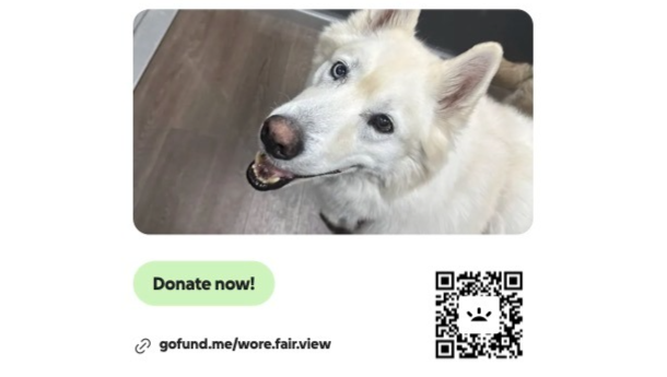 Help Fur Baby Volke Battle Cancer photo
