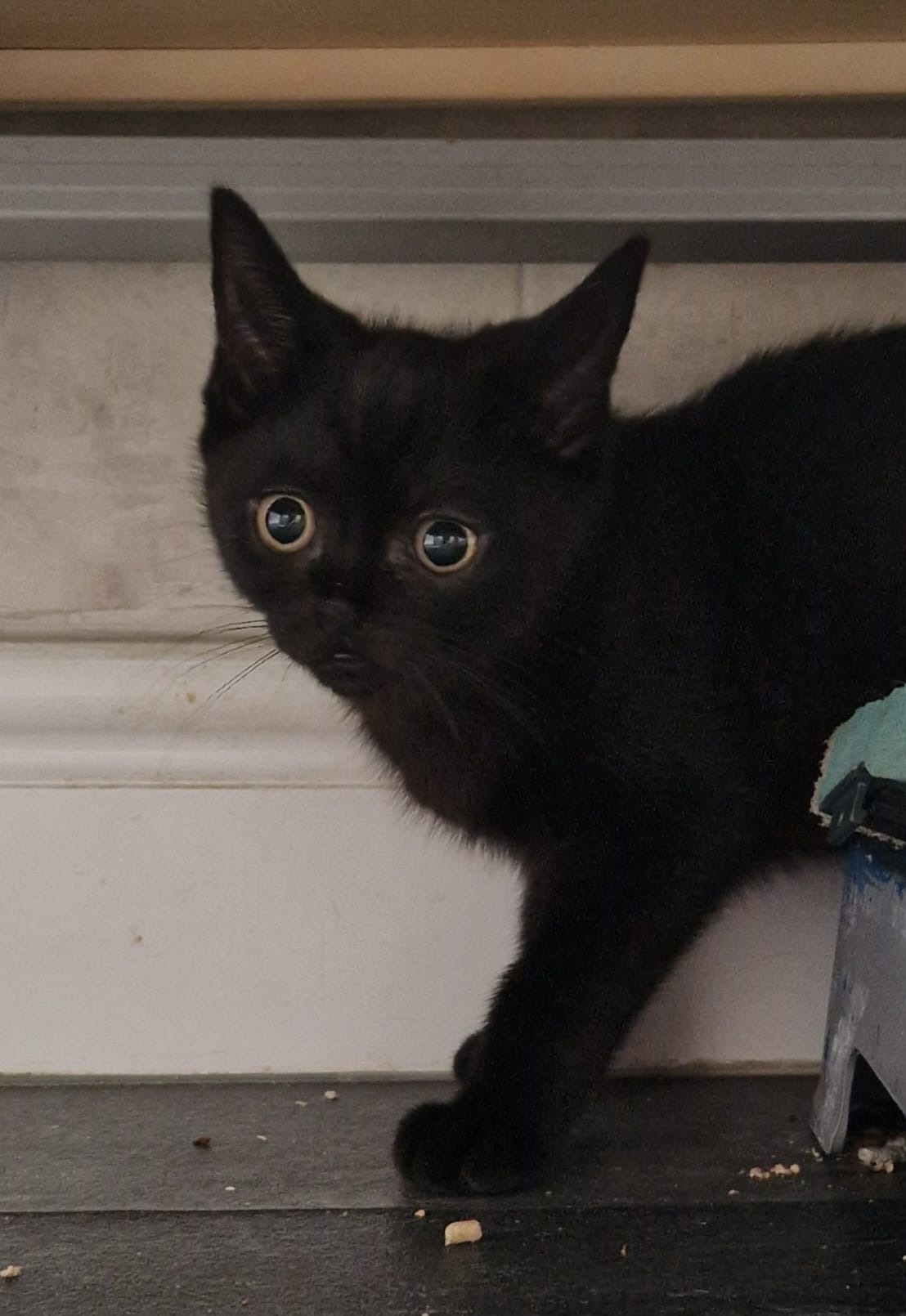 'Nostrildamus' - The kitten with one nostril campaign photo, 7 of 7