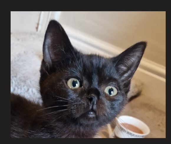 'Nostrildamus' - The kitten with one nostril campaign photo, 5 of 7