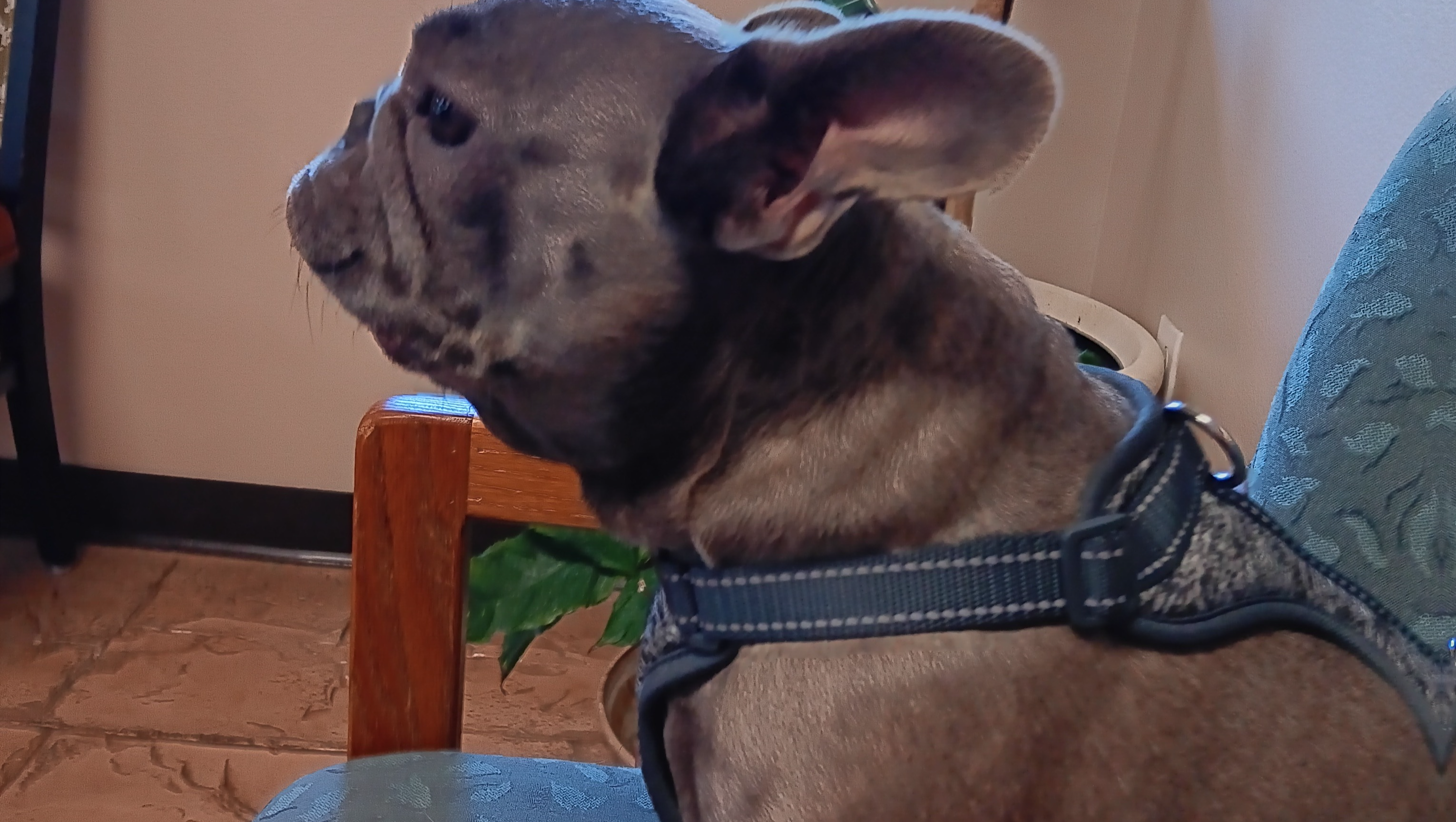 Sweet Lilo needs surgery  asap! photo