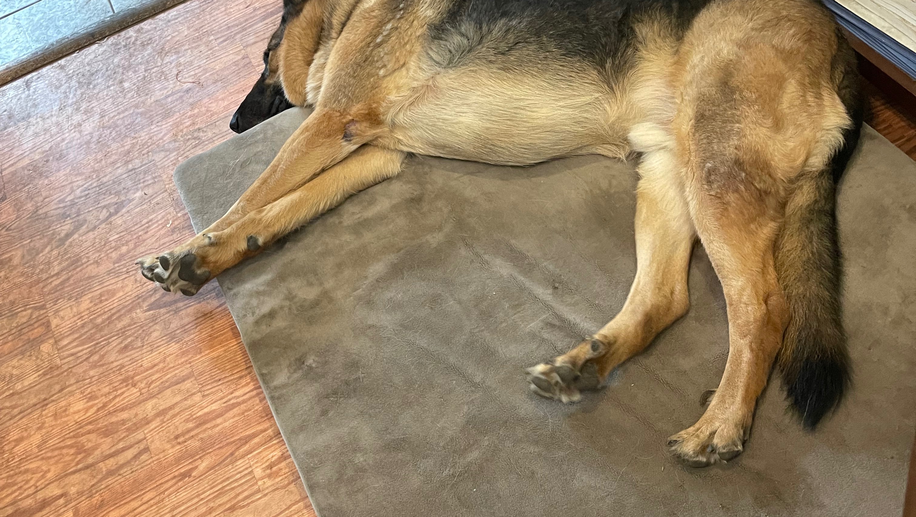 Help Save King's Life: Urgent Medical Fund photo