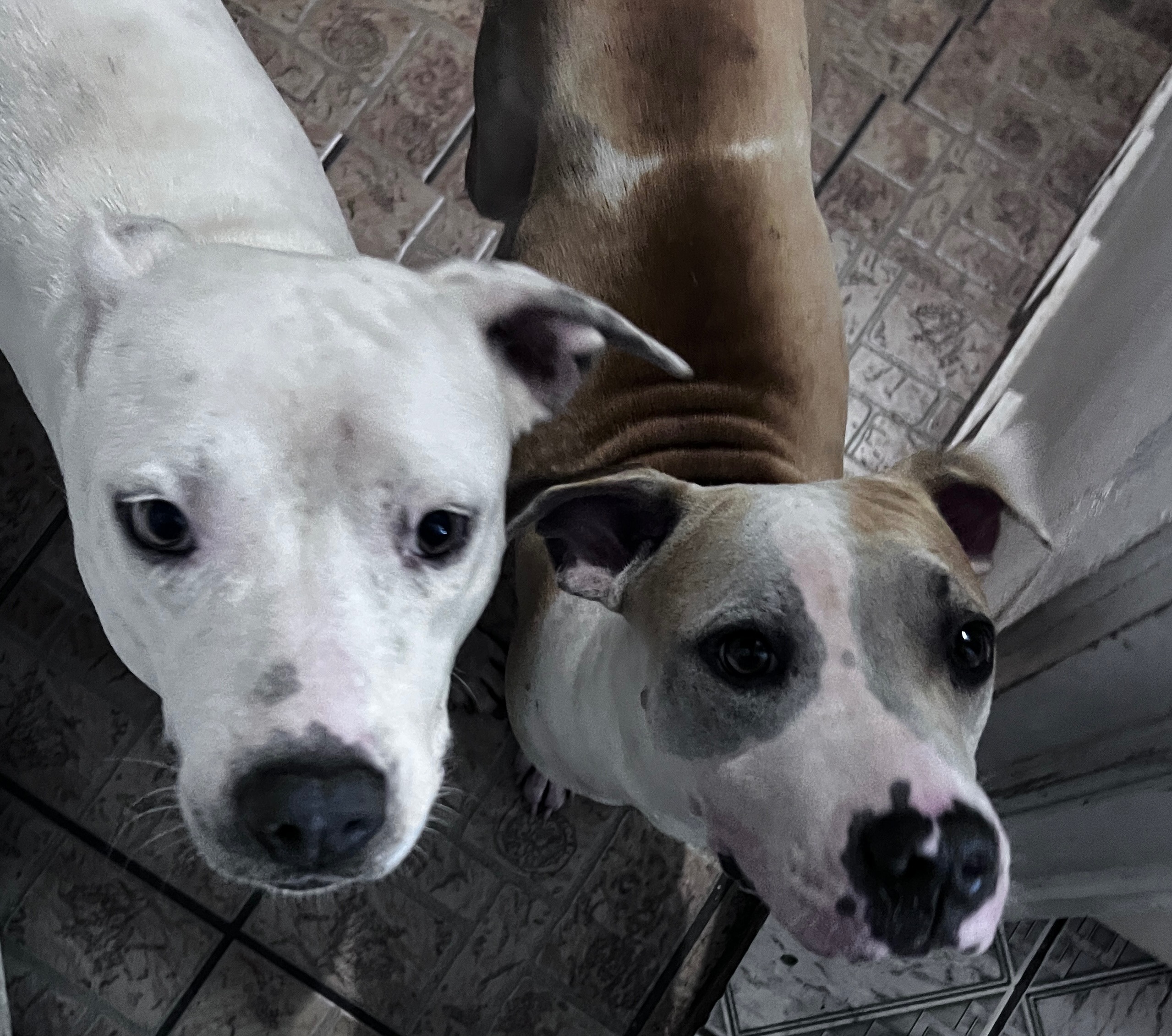 Donate to Secure a Safe Haven for Yesenia's Father's Dogs campaign photo, 5 of 6