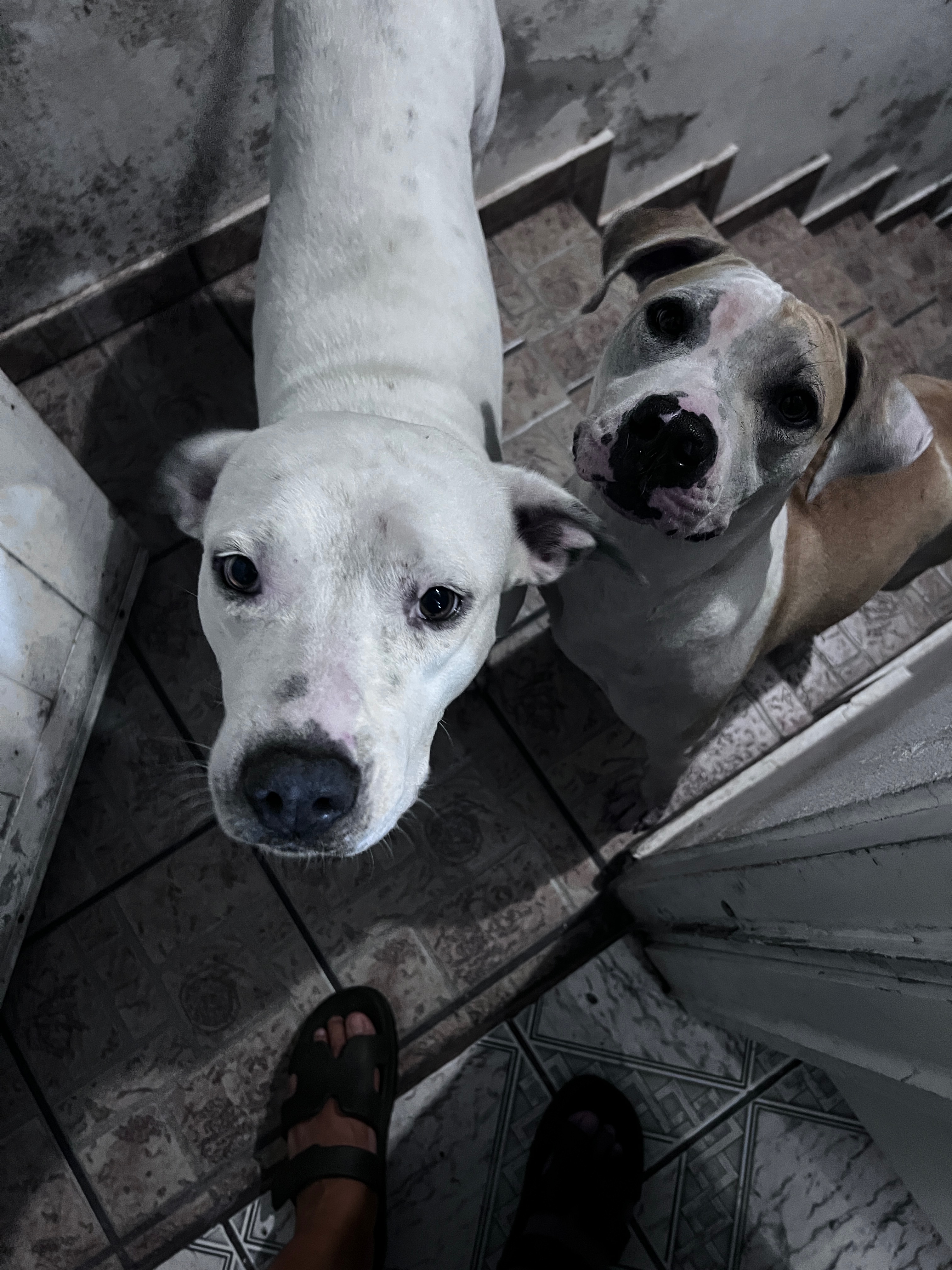 Donate to Secure a Safe Haven for Yesenia's Father's Dogs campaign photo, 2 of 6