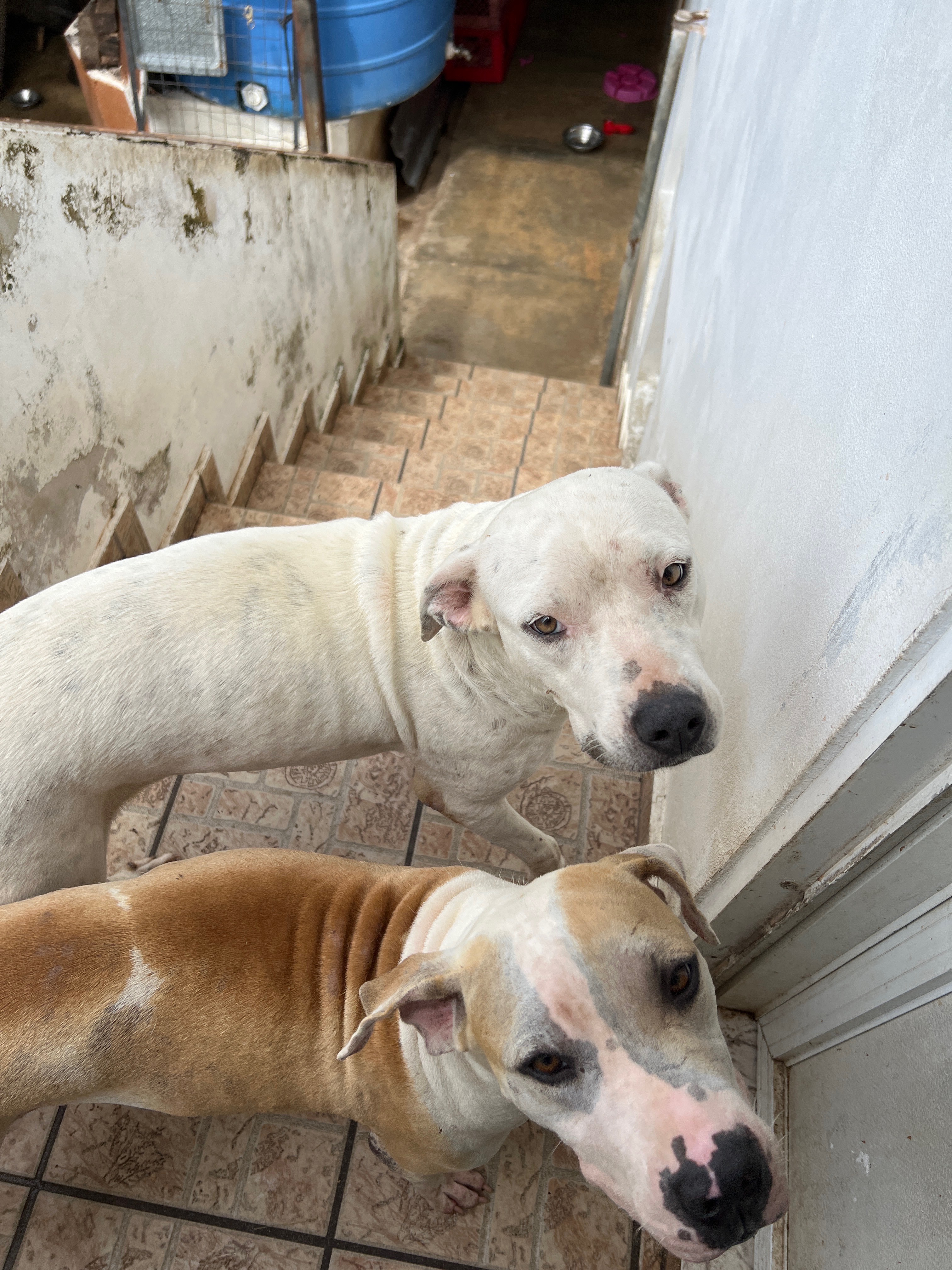 Donate to Secure a Safe Haven for Yesenia's Father's Dogs campaign photo, 4 of 6