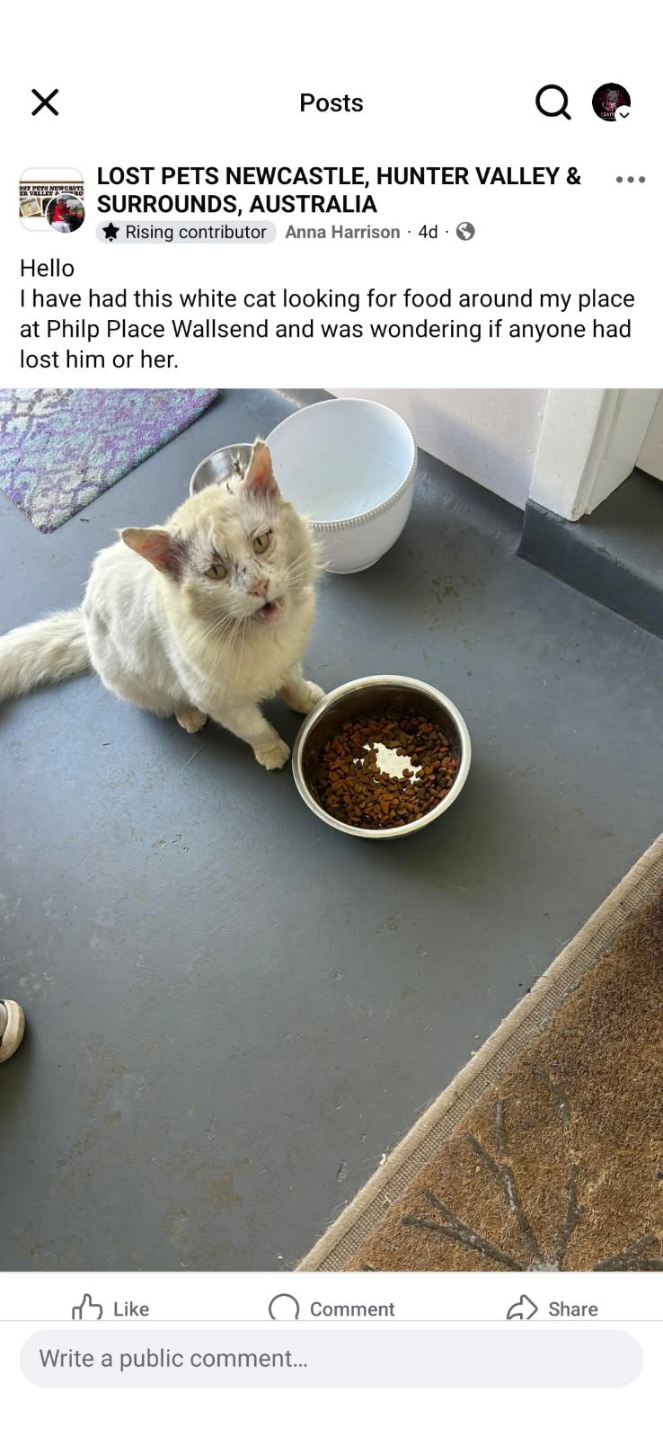 Help dumped cat Max start a new life campaign photo, 5 of 6
