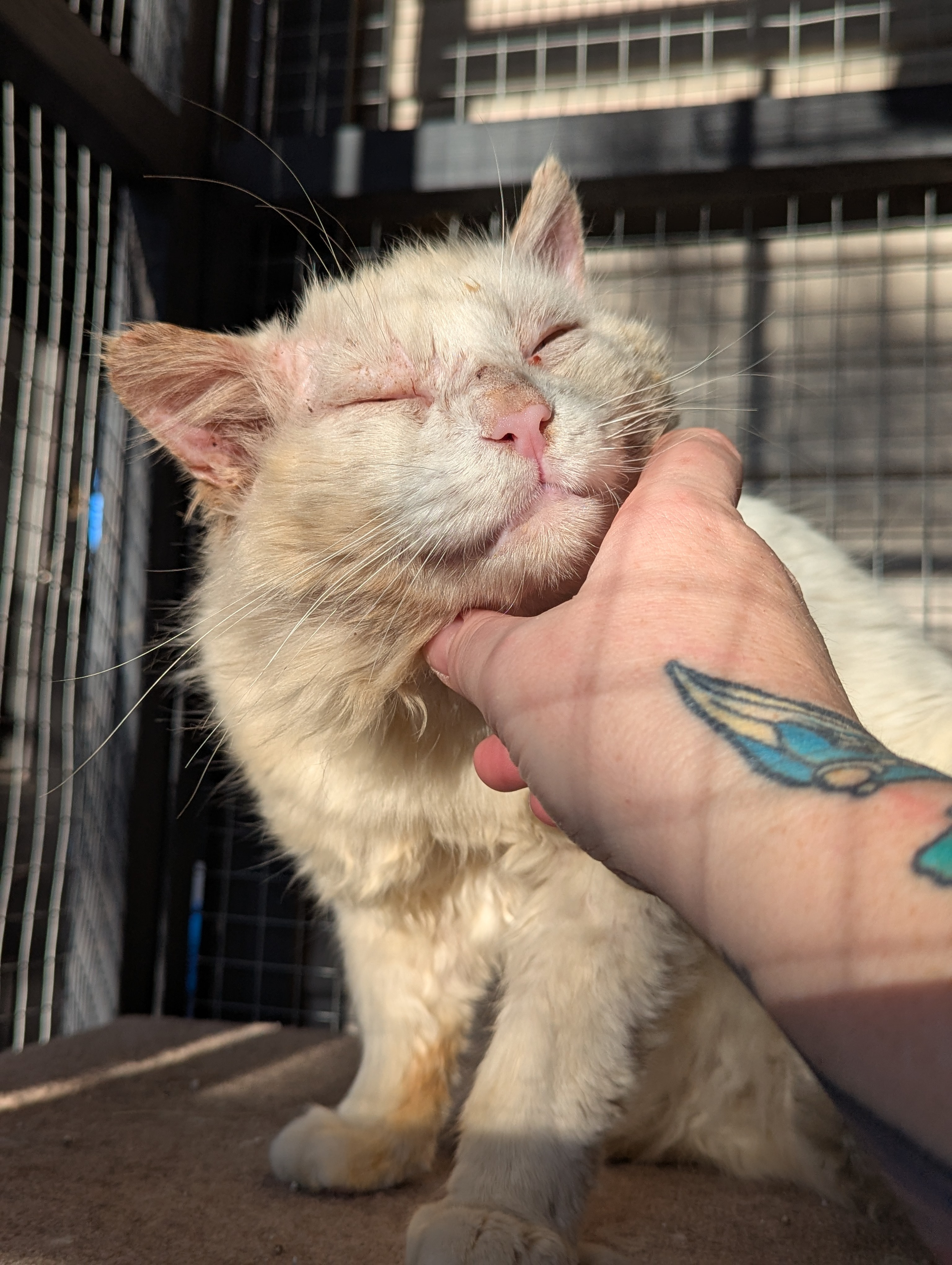 Help dumped cat Max start a new life campaign photo, 2 of 6