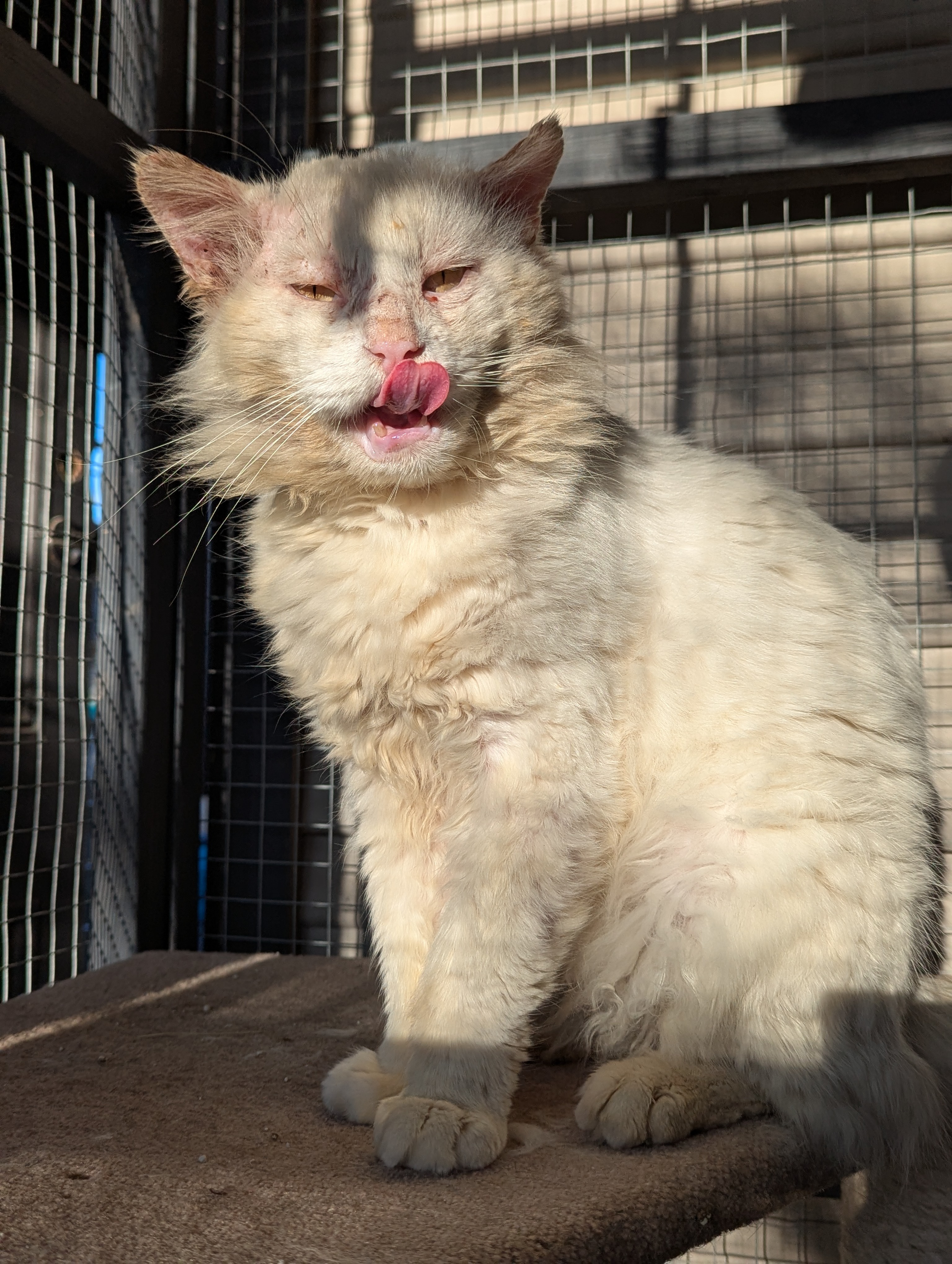 Help dumped cat Max start a new life campaign photo, 4 of 6