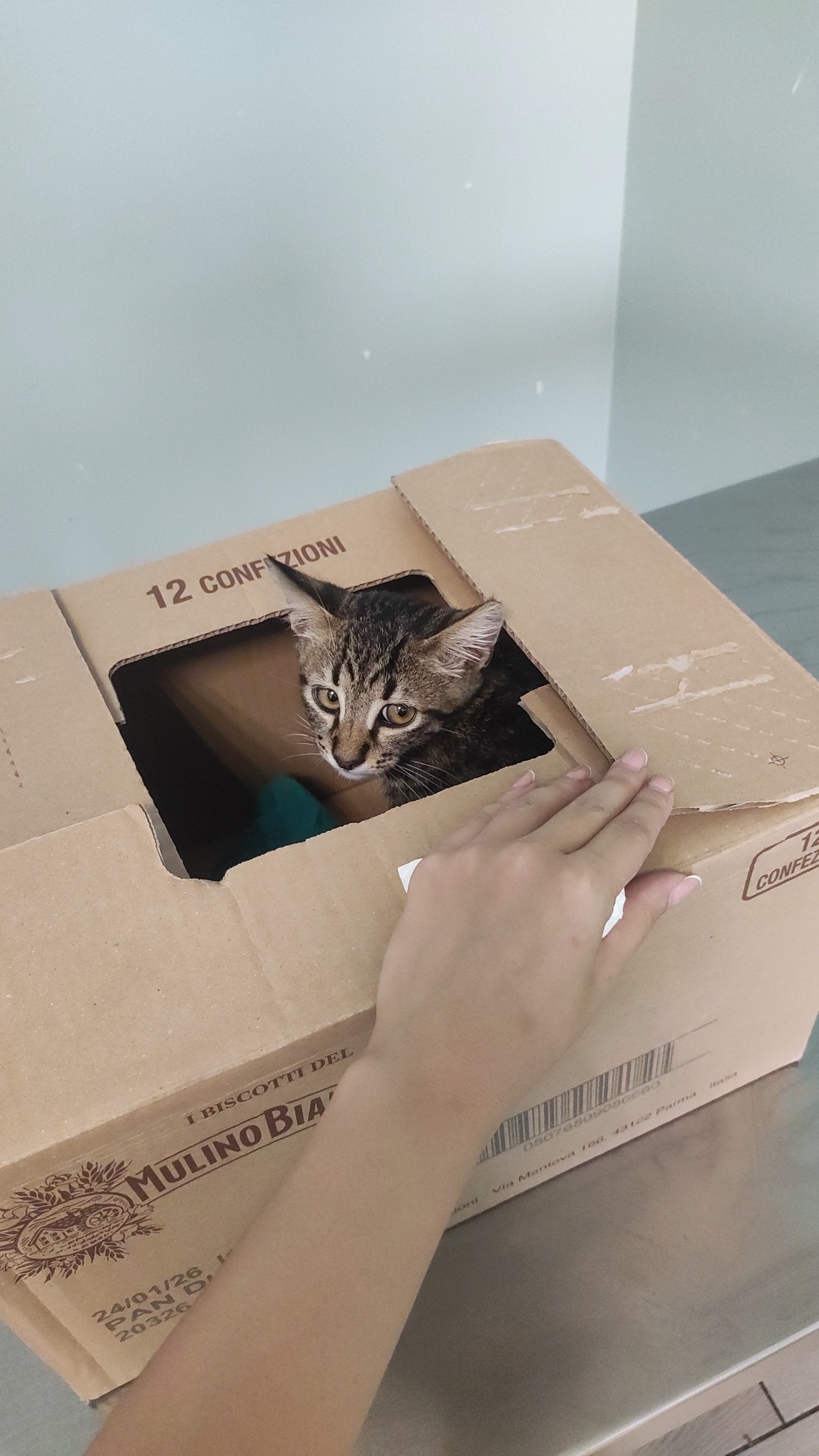 Aiutami a salvare questo piccolo gattino campaign photo, 2 of 4