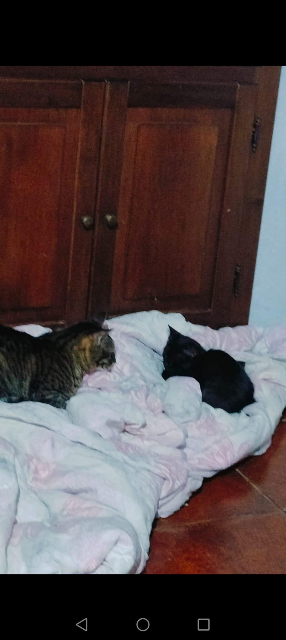 STERILIZZAZIONE campaign photo, 4 of 8