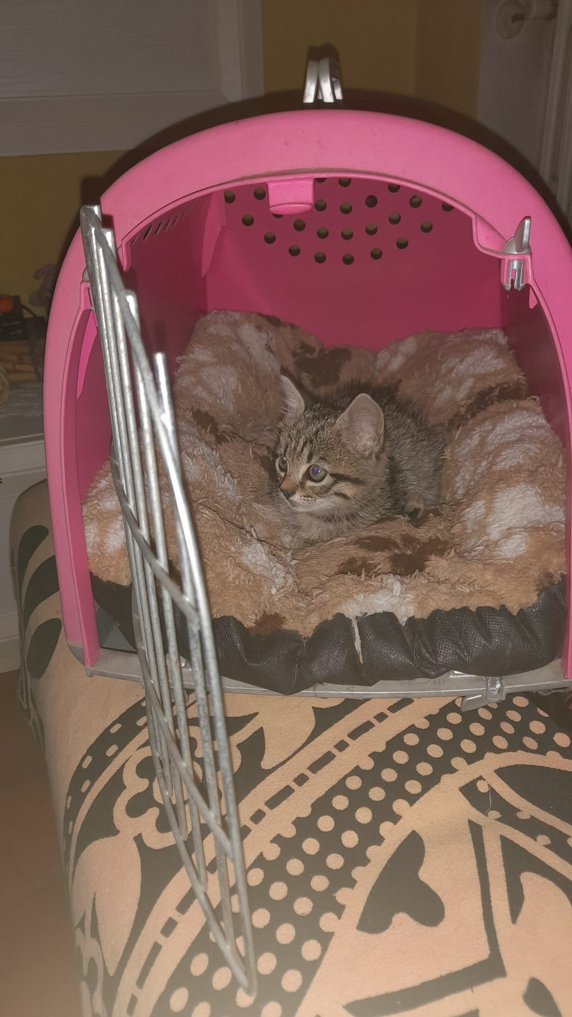 STERILIZZAZIONE campaign photo, 5 of 8