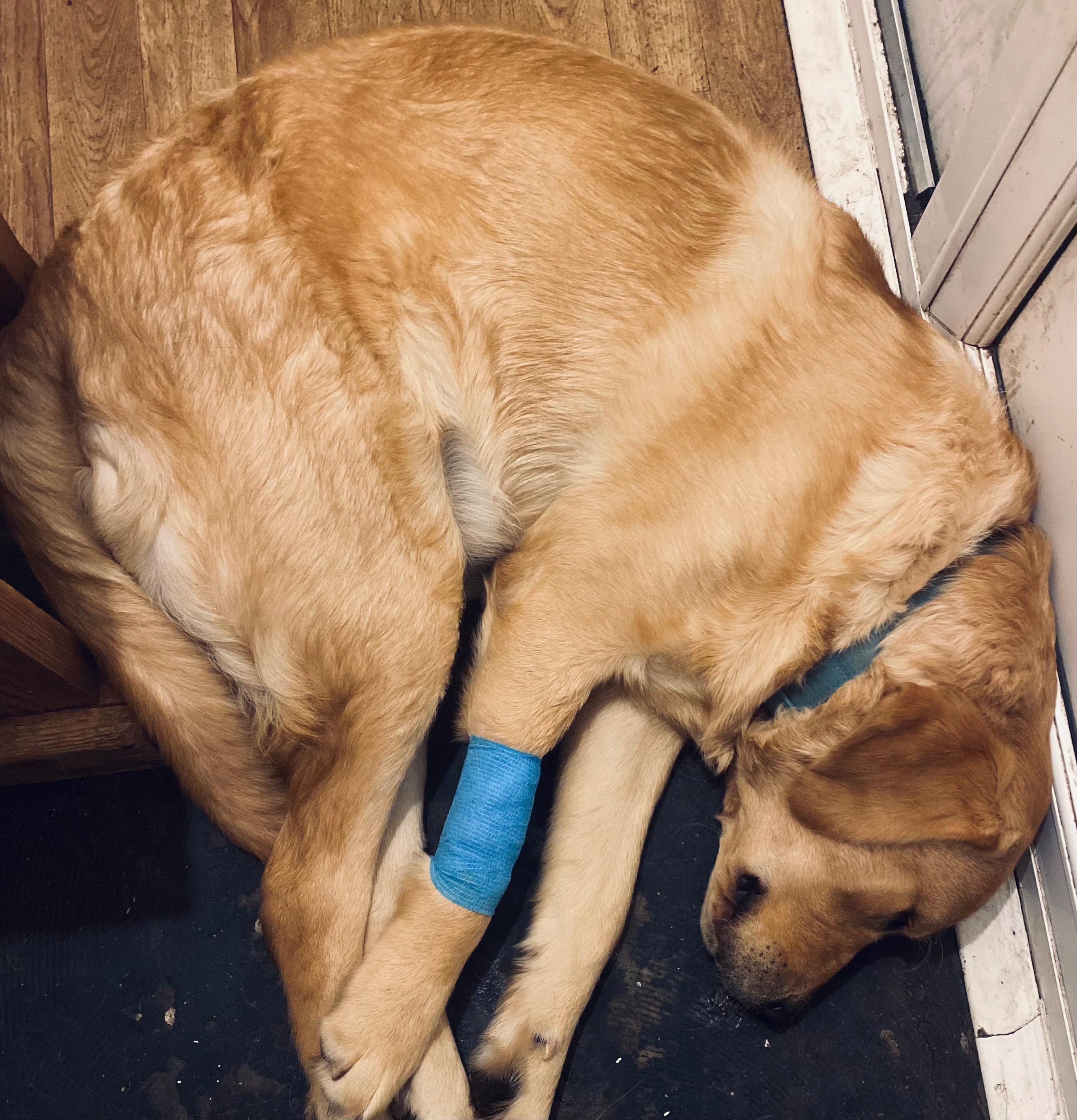 Help Thor have a pain free life! campaign photo, 6 of 7
