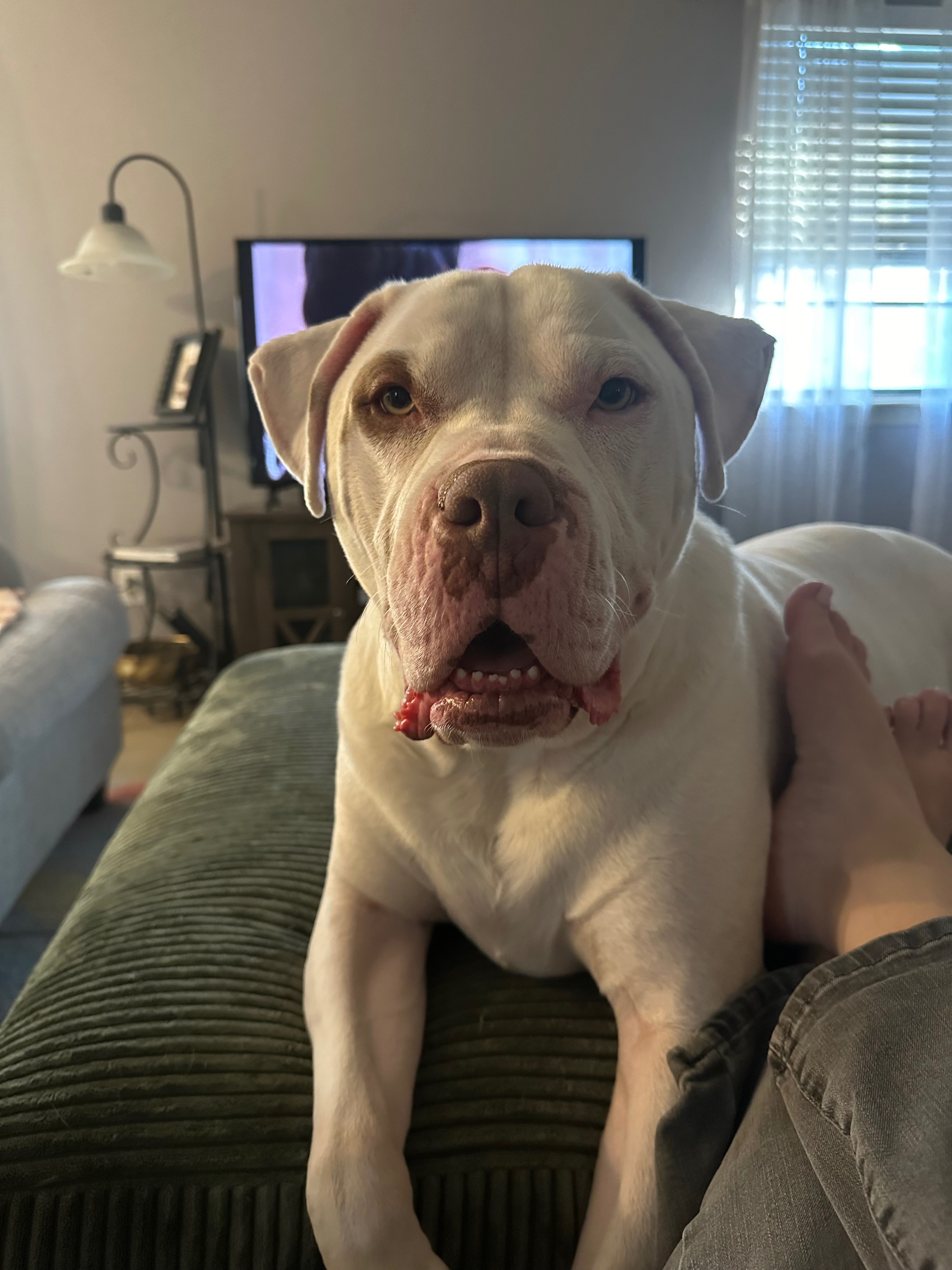 Percy’s Emergency Surgery campaign photo, 2 of 6