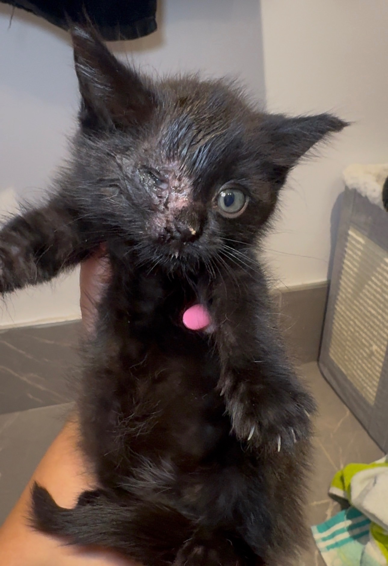 Urgent: Rescued Kitten Needs Emergency Vet Care campaign photo, 5 of 6