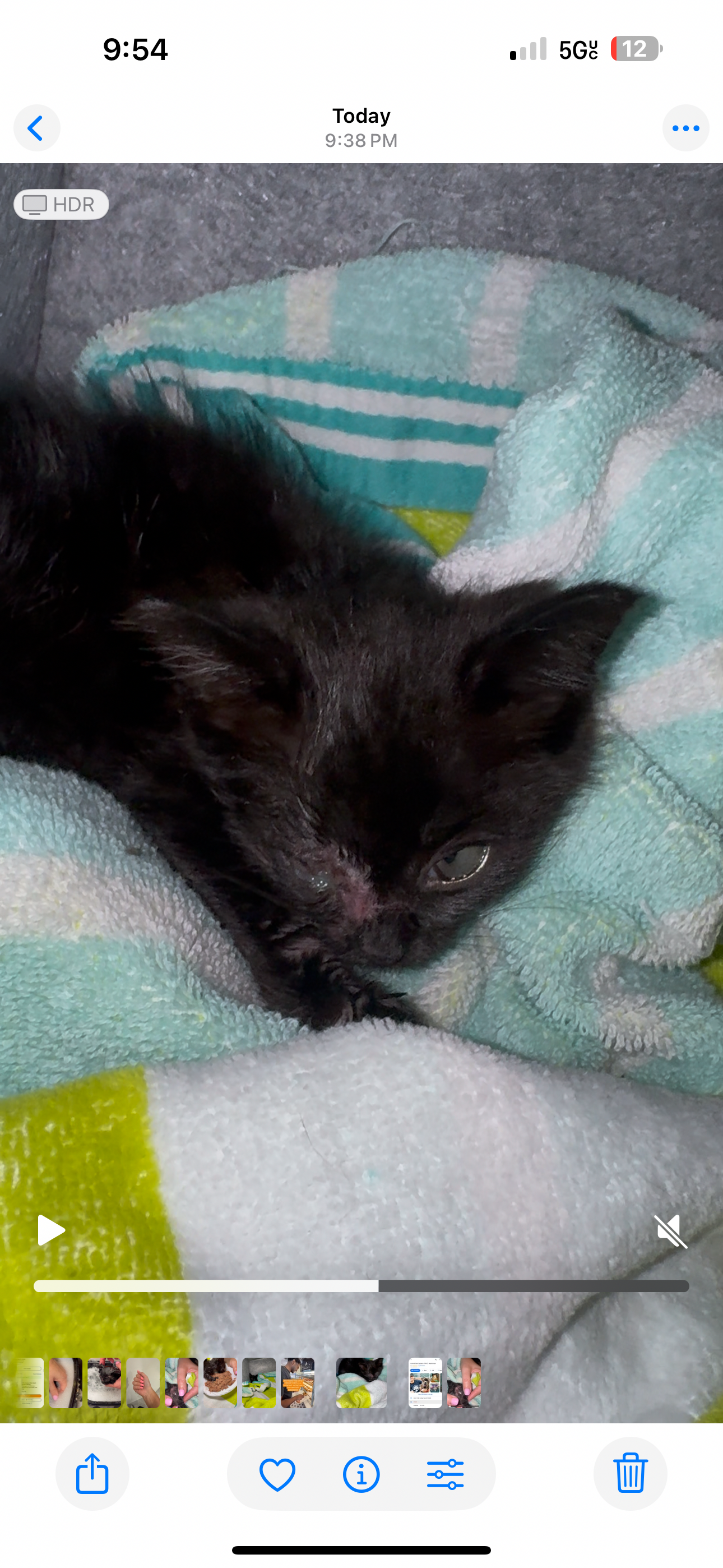 Urgent: Rescued Kitten Needs Emergency Vet Care campaign photo, 2 of 6