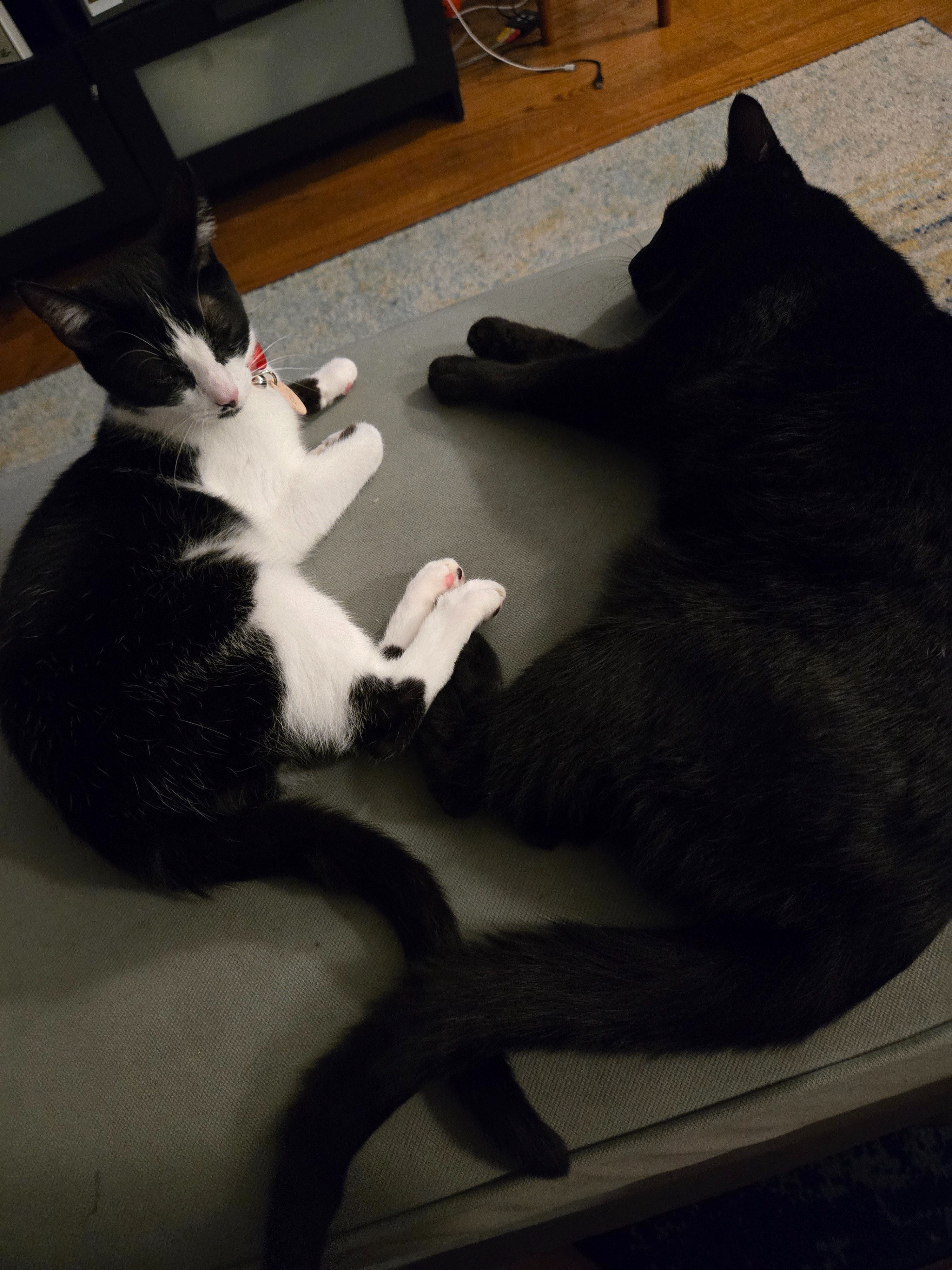 Help Fuji Recover: Support Her Vet Care campaign photo, 7 of 8