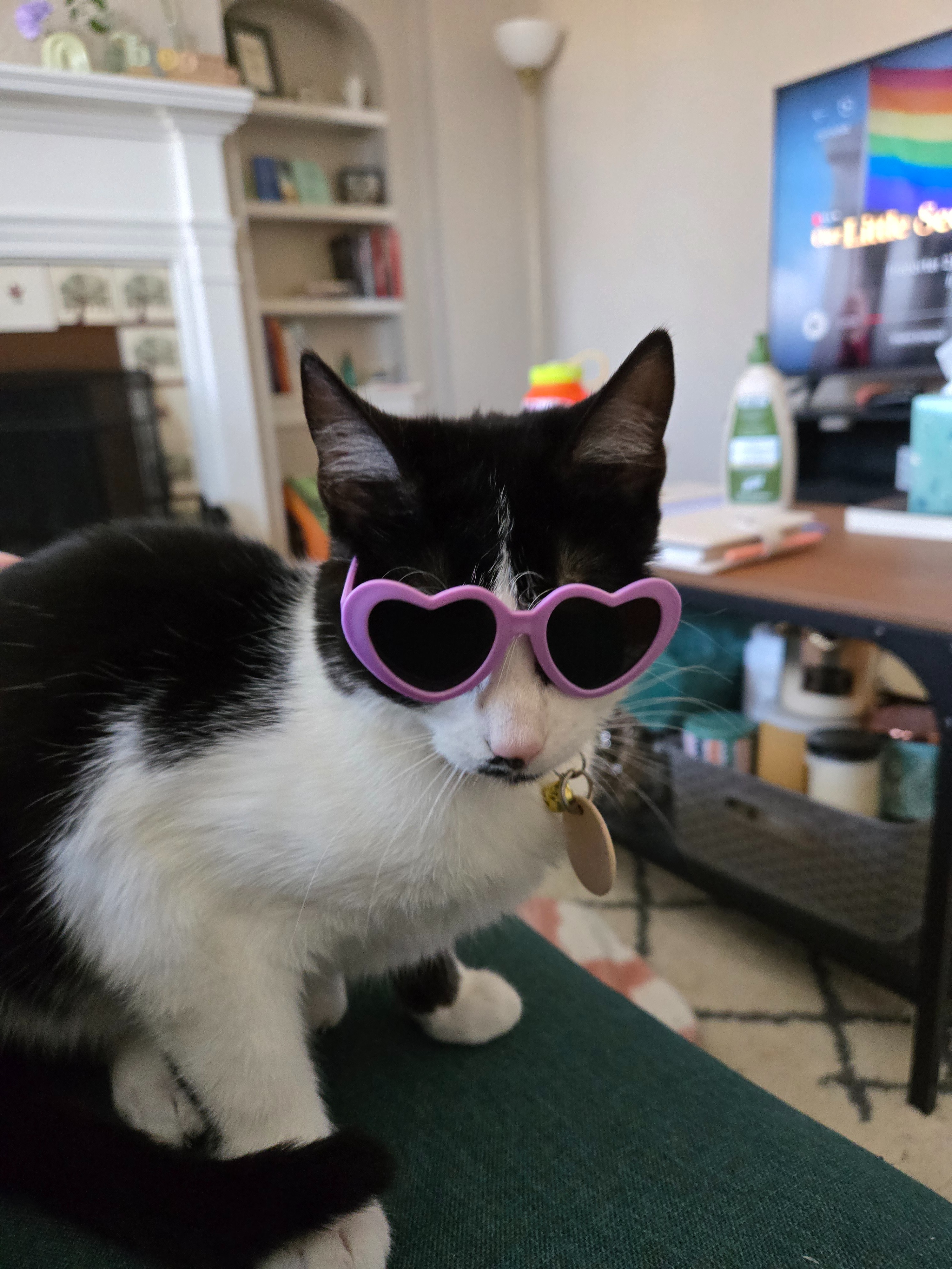 Help Fuji Recover: Support Her Vet Care campaign photo, 2 of 8