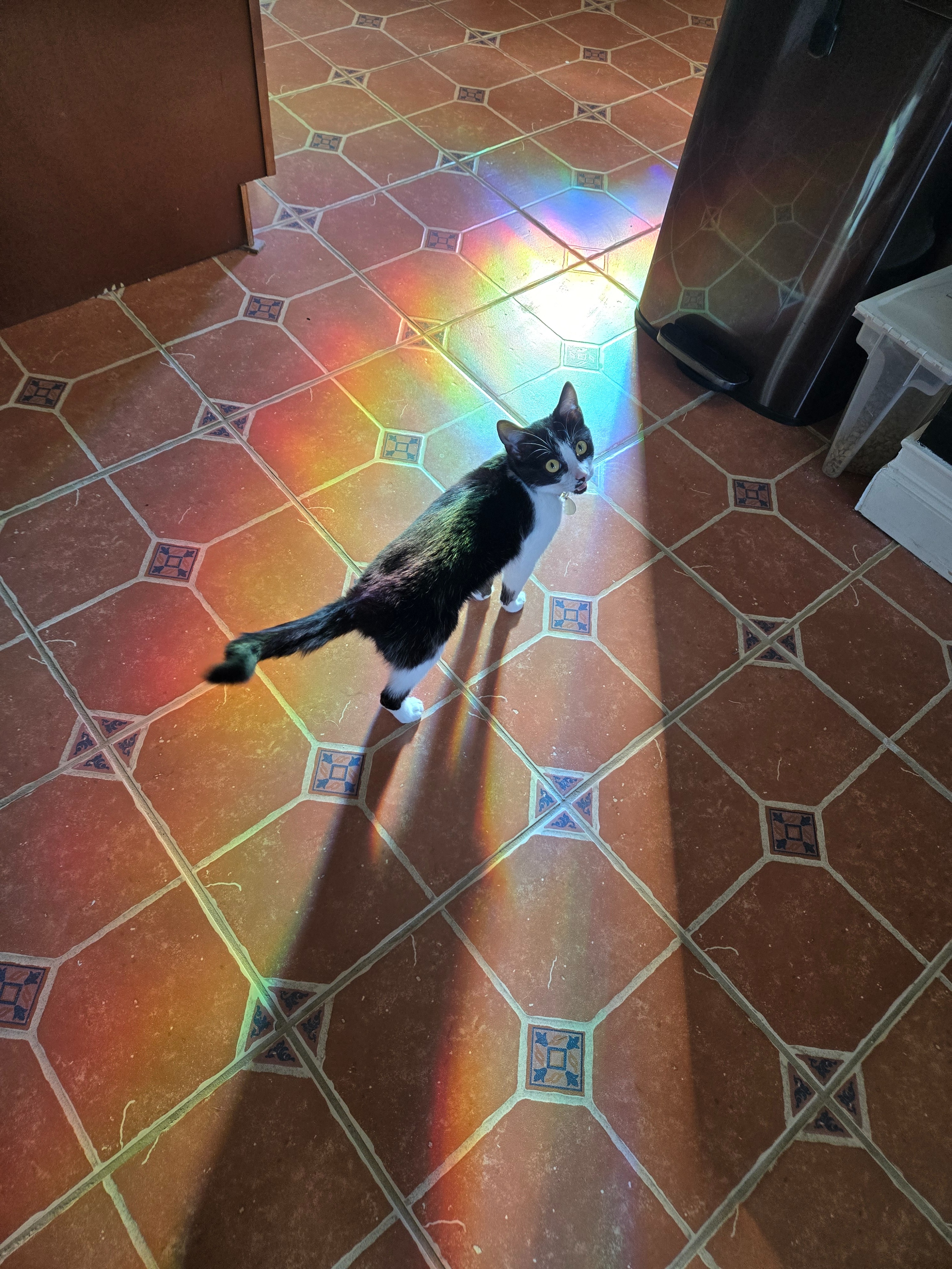 Help Fuji Recover: Support Her Vet Care campaign photo, 5 of 8