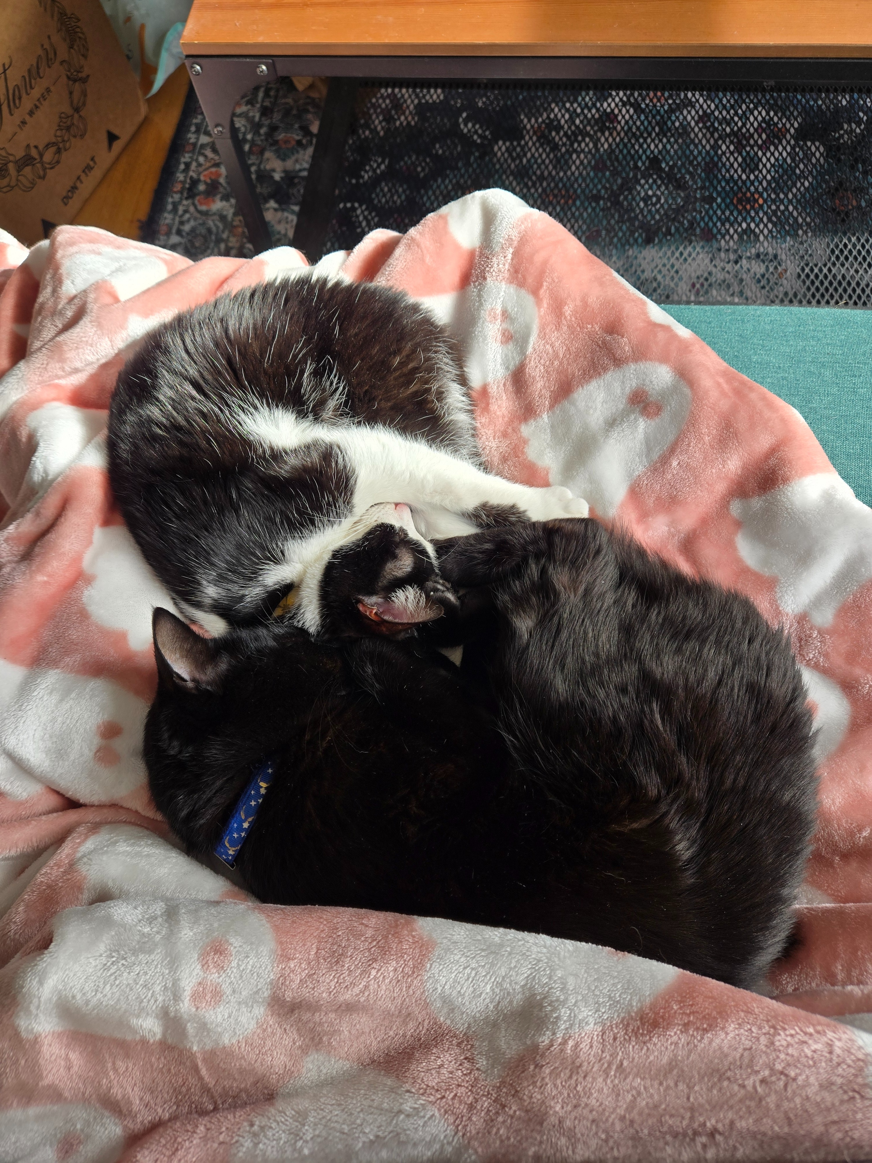 Help Fuji Recover: Support Her Vet Care campaign photo, 4 of 8