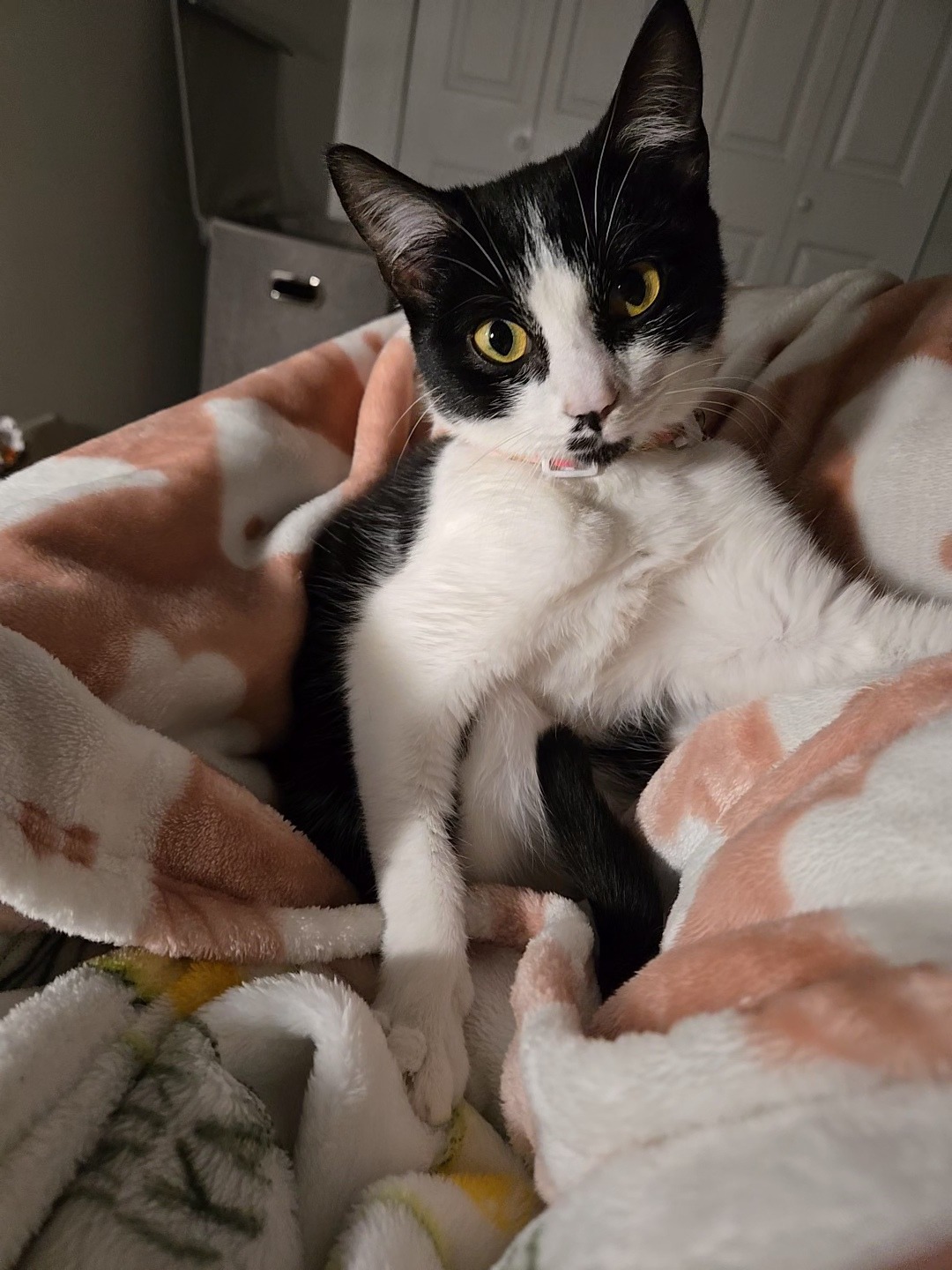 Help Fuji Recover: Support Her Vet Care campaign photo, 6 of 8