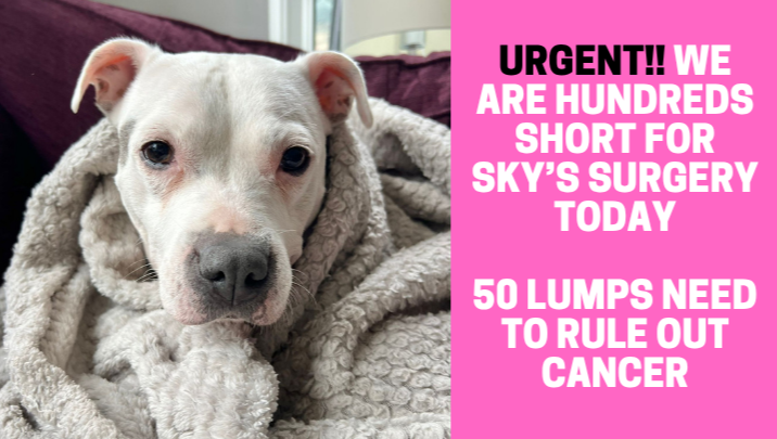 Sky's 2nd surgery for 50 mammory lumps photo