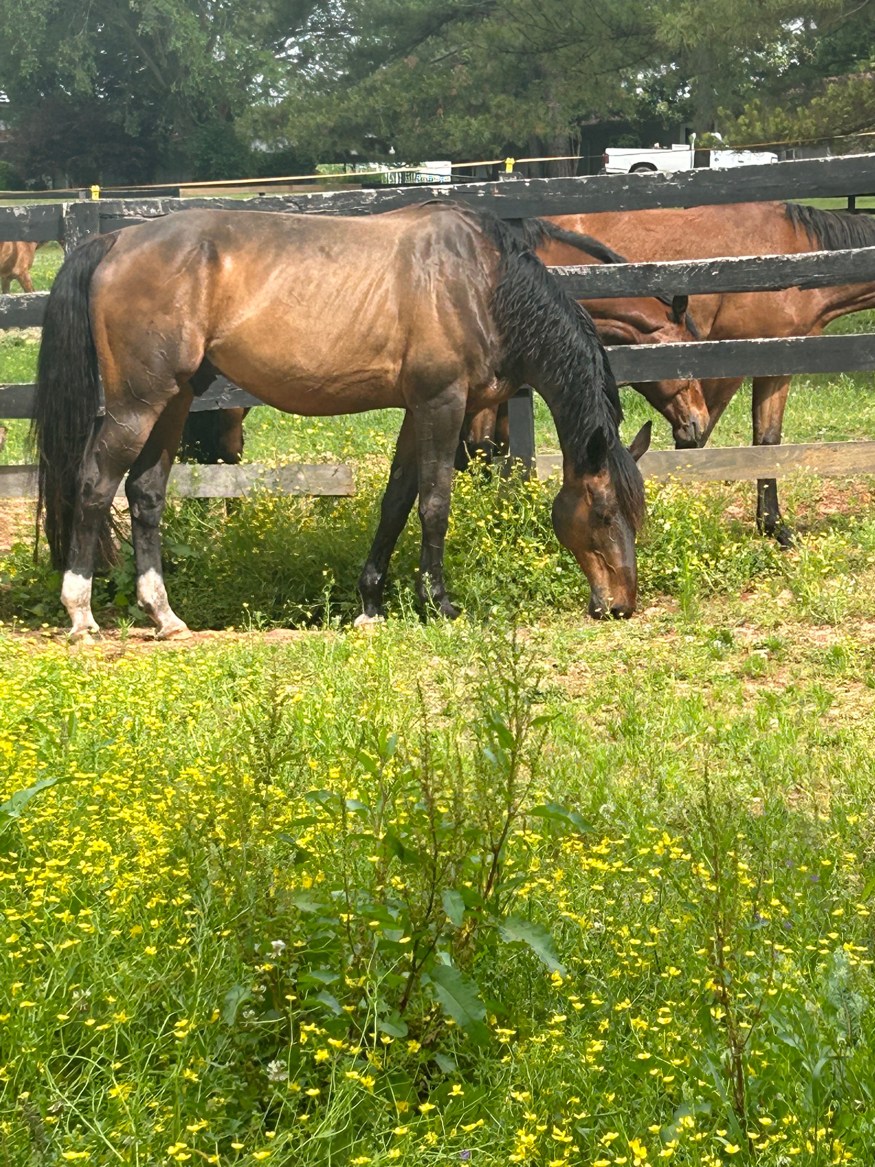 Help with the care of my lovable boy campaign photo, 4 of 7
