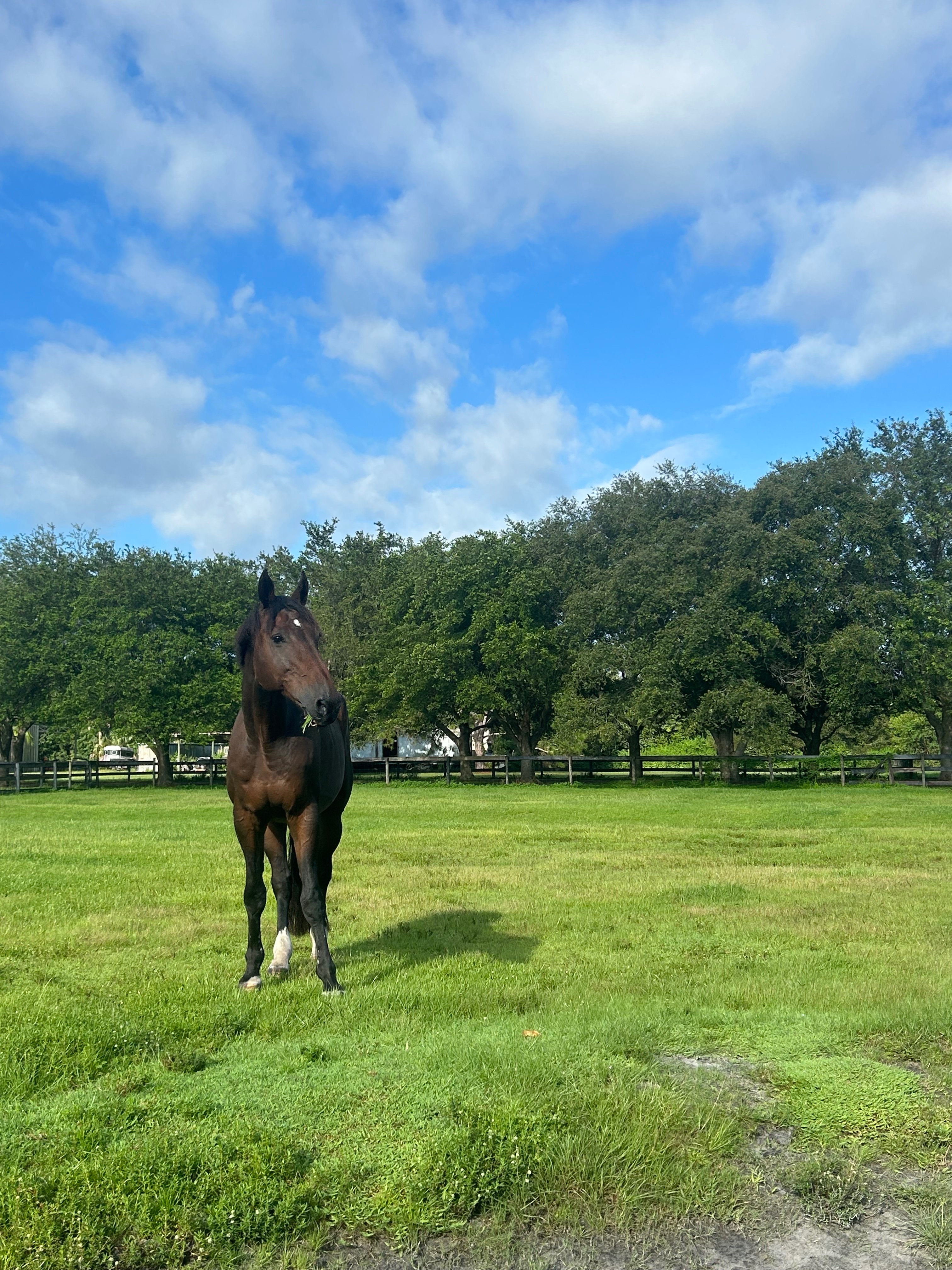 Help with the care of my lovable boy campaign photo, 5 of 7