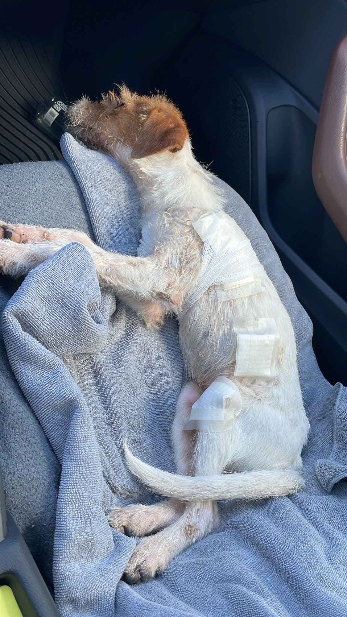 Please Help Save this puppy I found in the woods campaign photo, 7 of 8