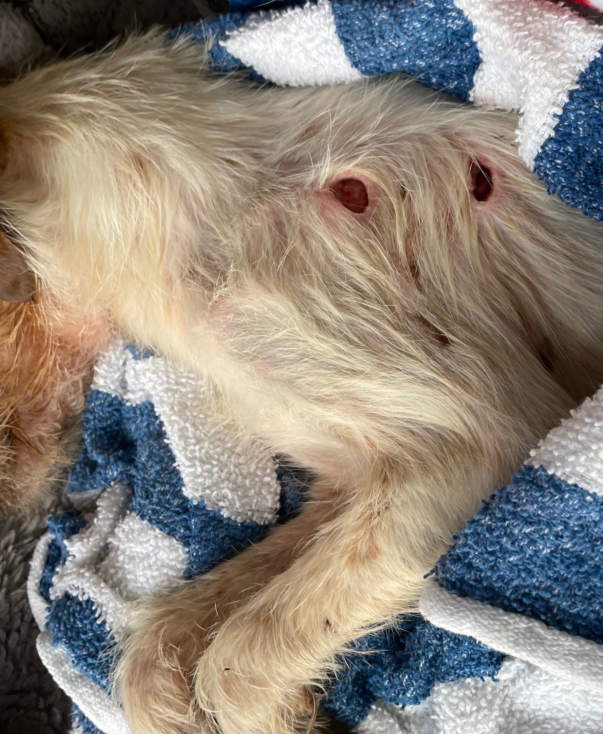 Please Help Save this puppy I found in the woods campaign photo, 2 of 8