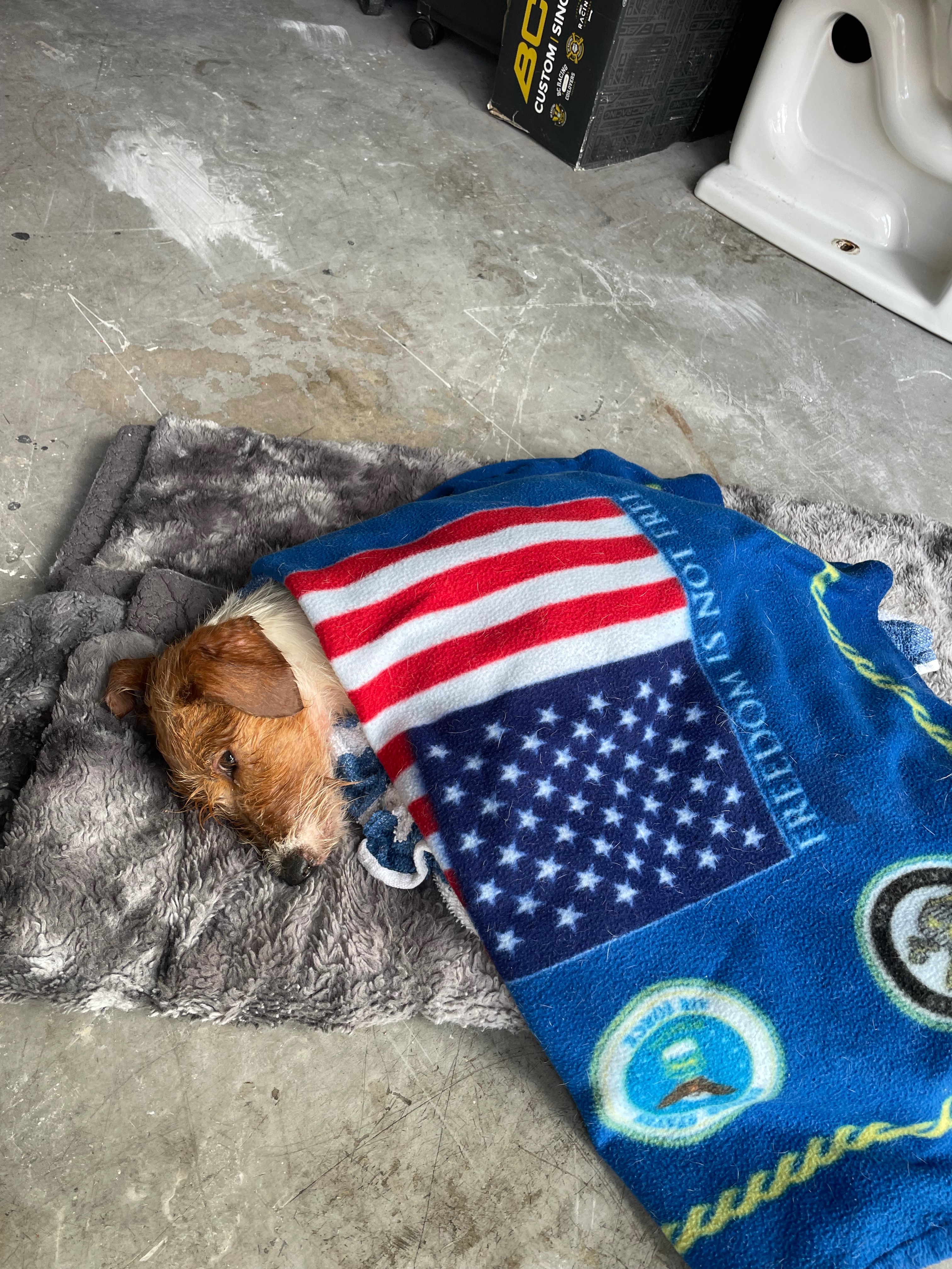 Please Help Save this puppy I found in the woods campaign photo, 4 of 8