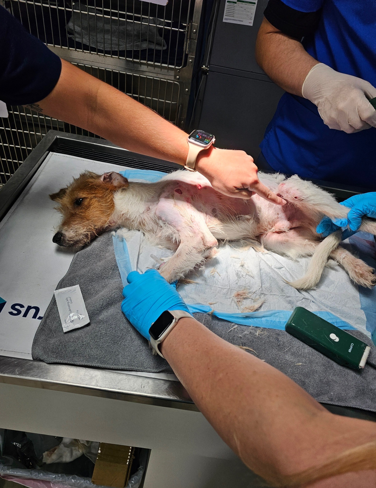 Please Help Save this puppy I found in the woods campaign photo, 5 of 8