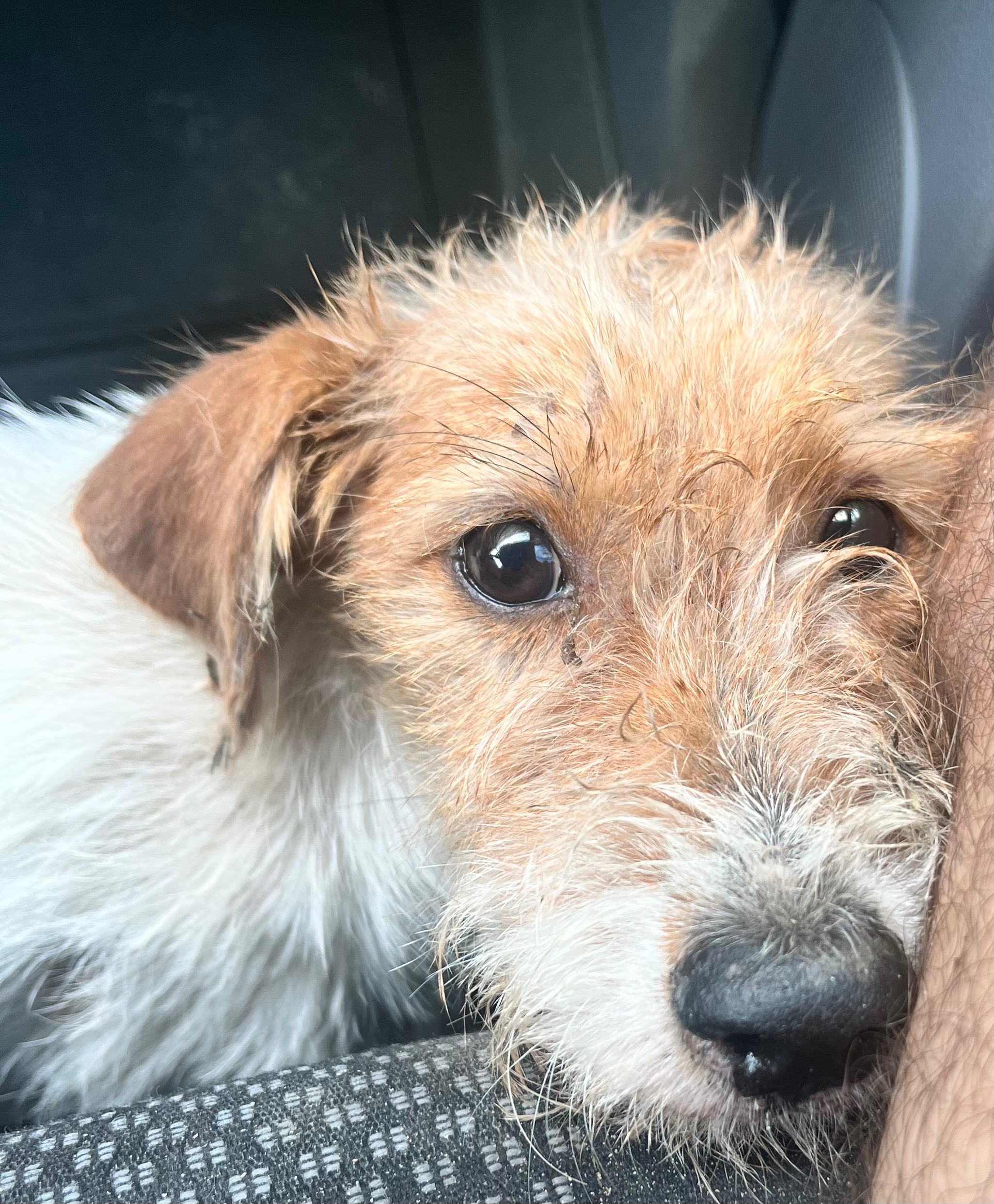 Please Help Save this puppy I found in the woods campaign photo, 6 of 8