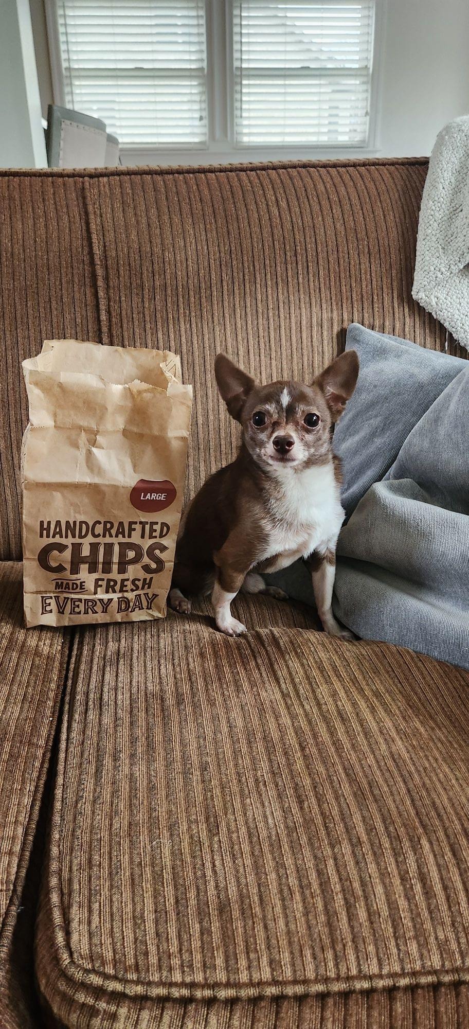 Little dog, big fight: Surgery needed for this 4 lb Chihuahu campaign photo, 4 of 5