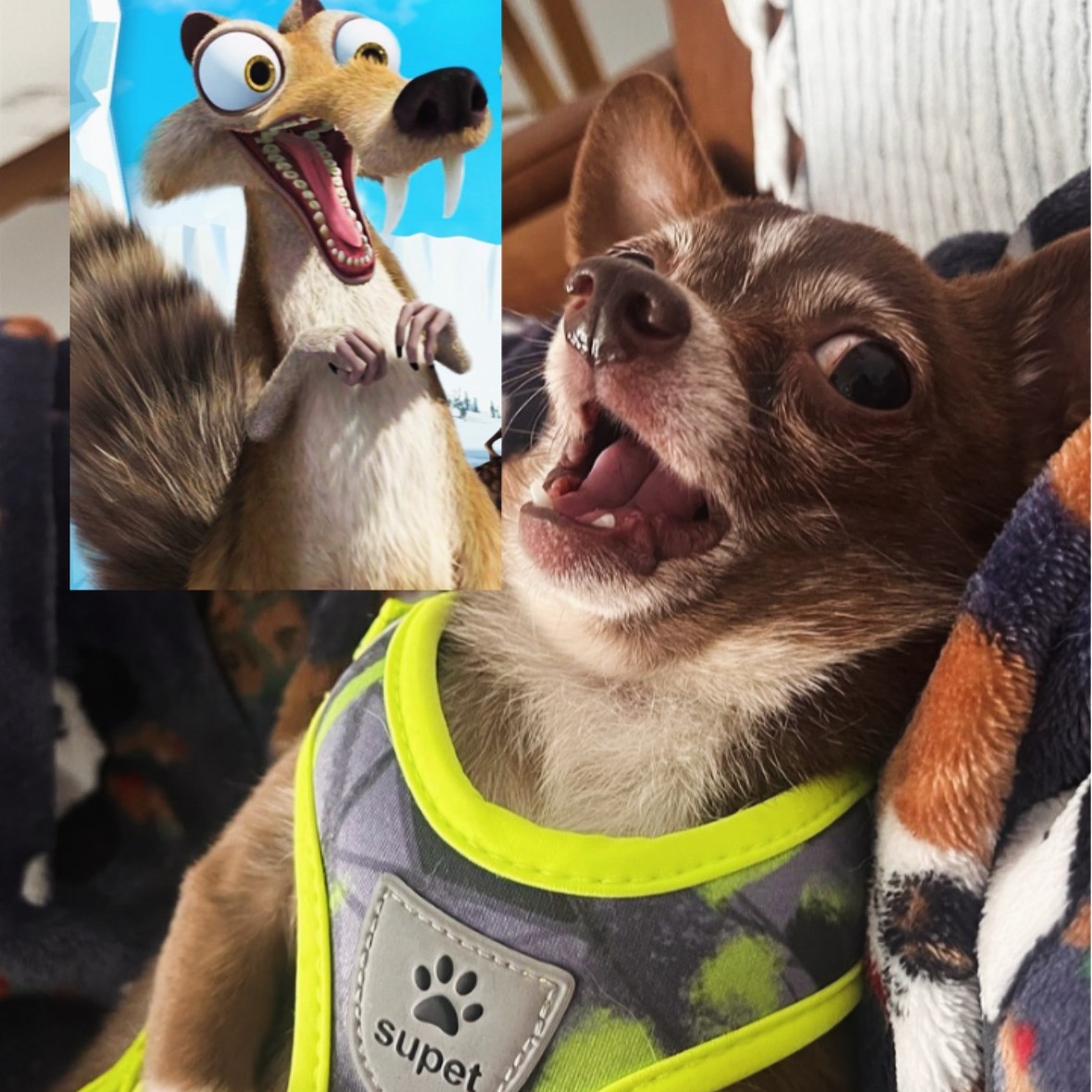 Little dog, big fight: Surgery needed for this 4 lb Chihuahu campaign photo, 2 of 5