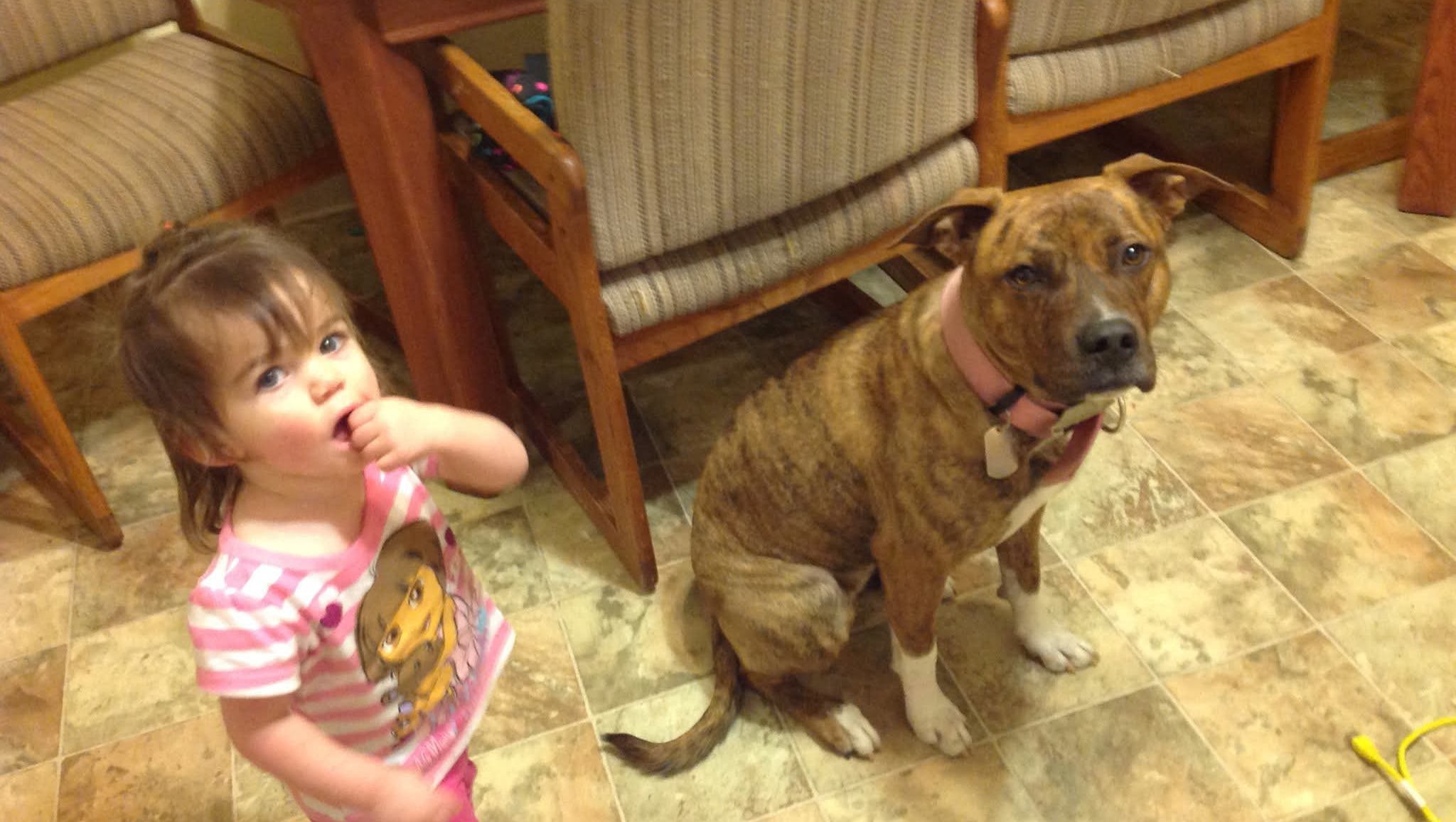 Help with Cremation Costs for Our Beloved Kyra