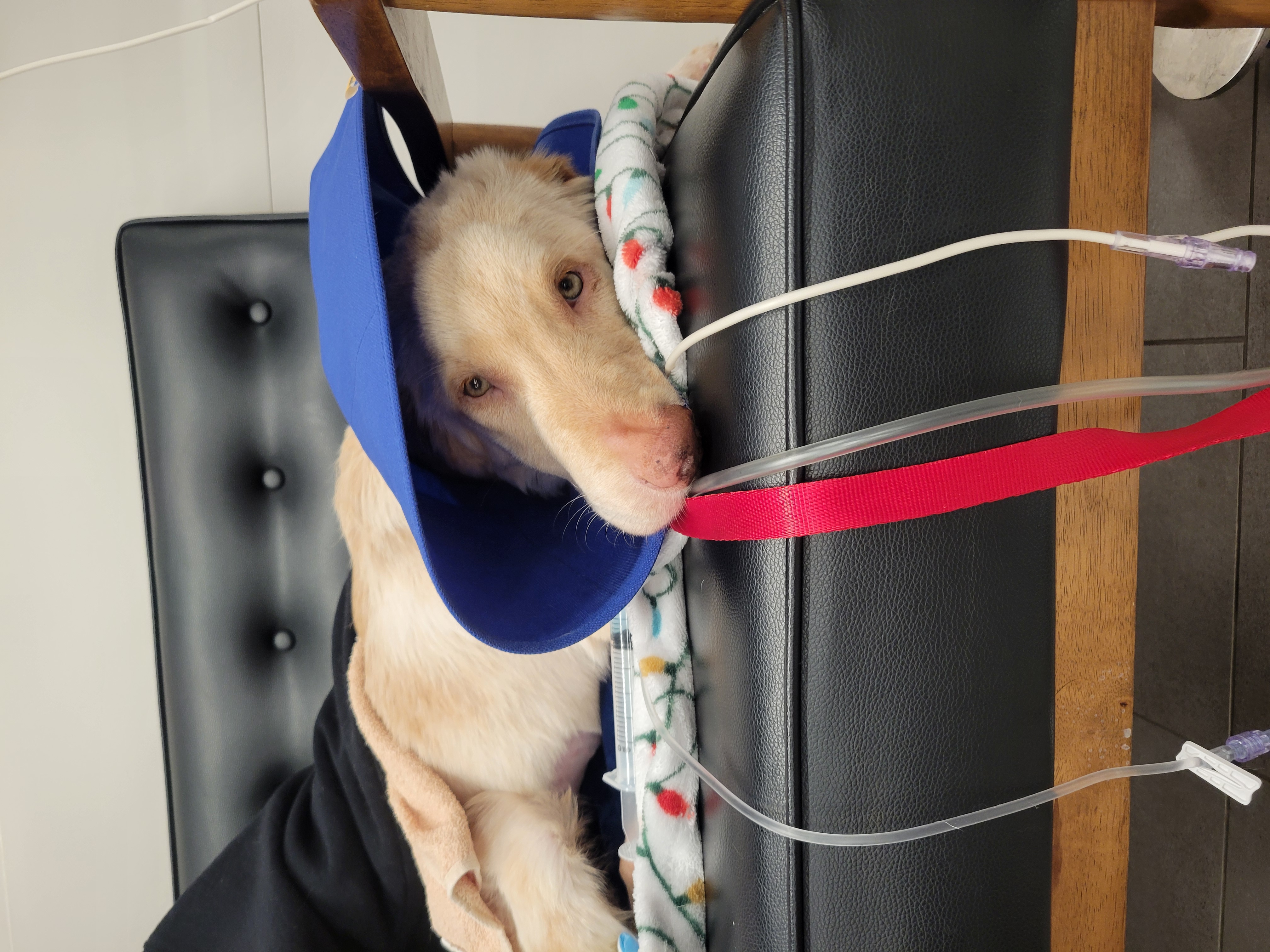 Dargo's Recovery campaign photo, 6 of 8