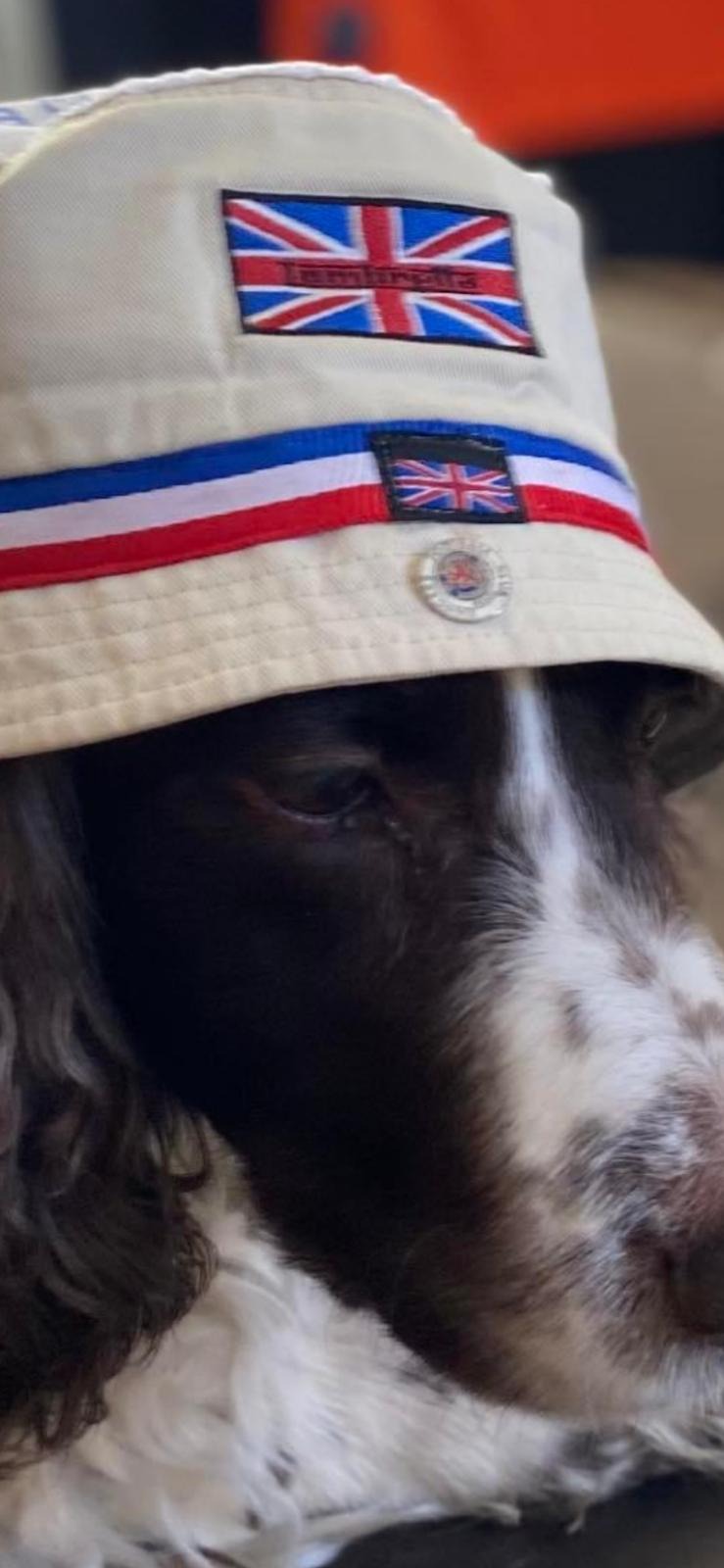 Mr Bailey. Simply the best dog a man could have. campaign photo, 4 of 8
