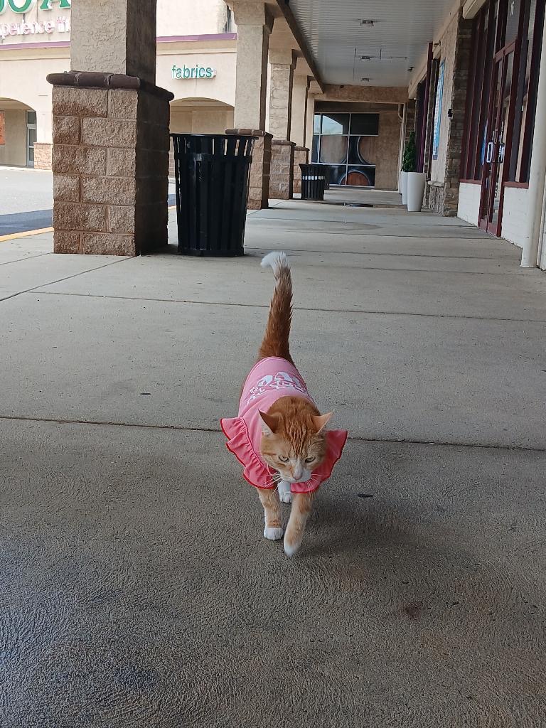 User-uploaded image 1