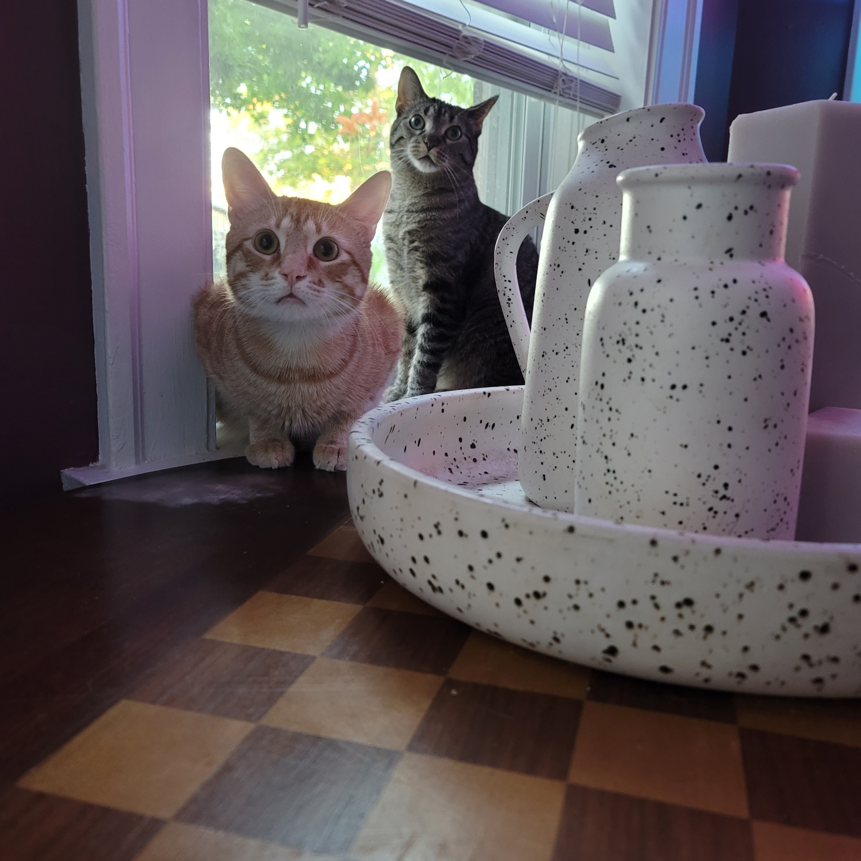 Help Us Save Our Sweet Boy, Kurama campaign photo, 2 of 8