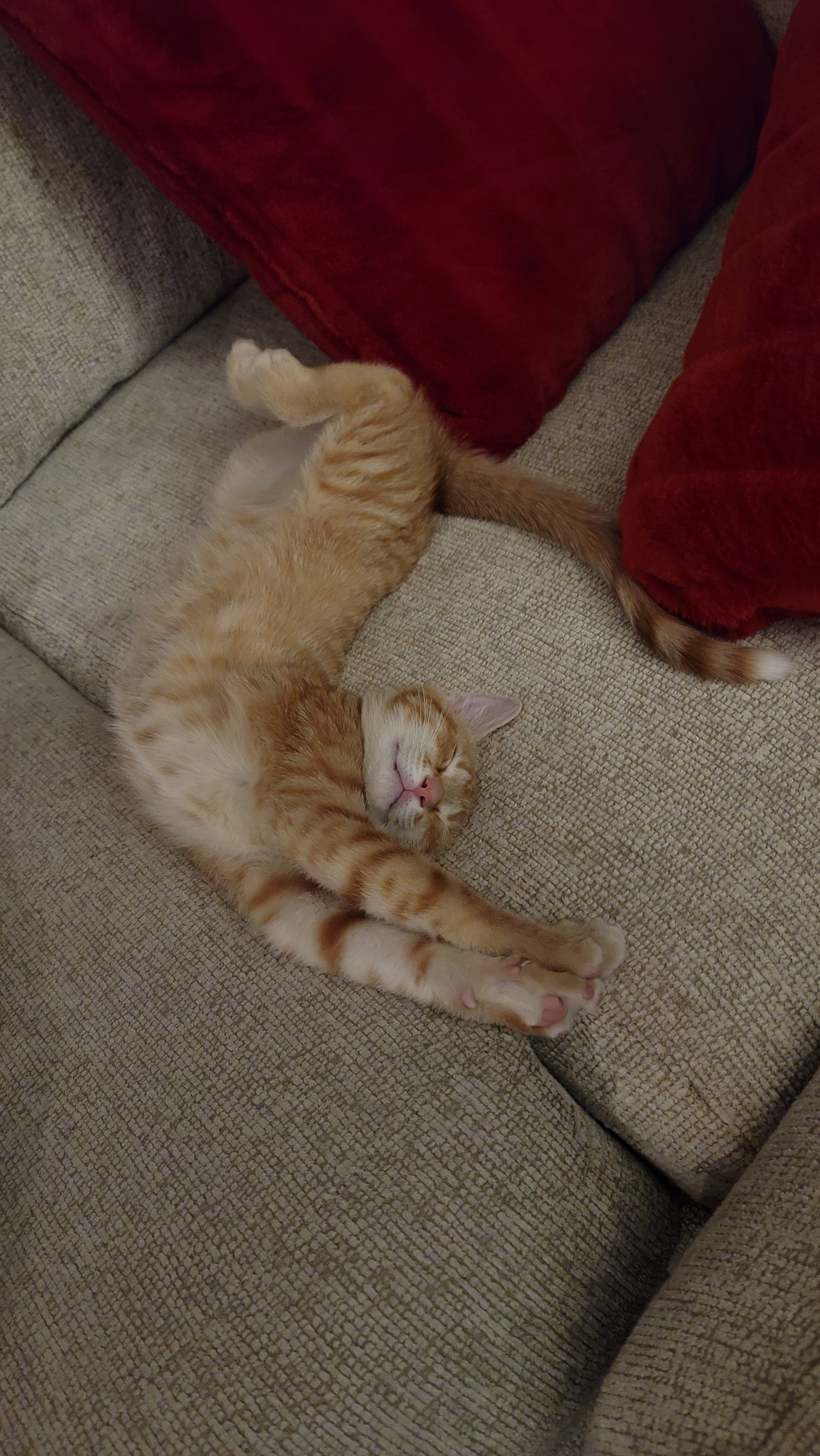 Help Us Save Our Sweet Boy, Kurama campaign photo, 4 of 8