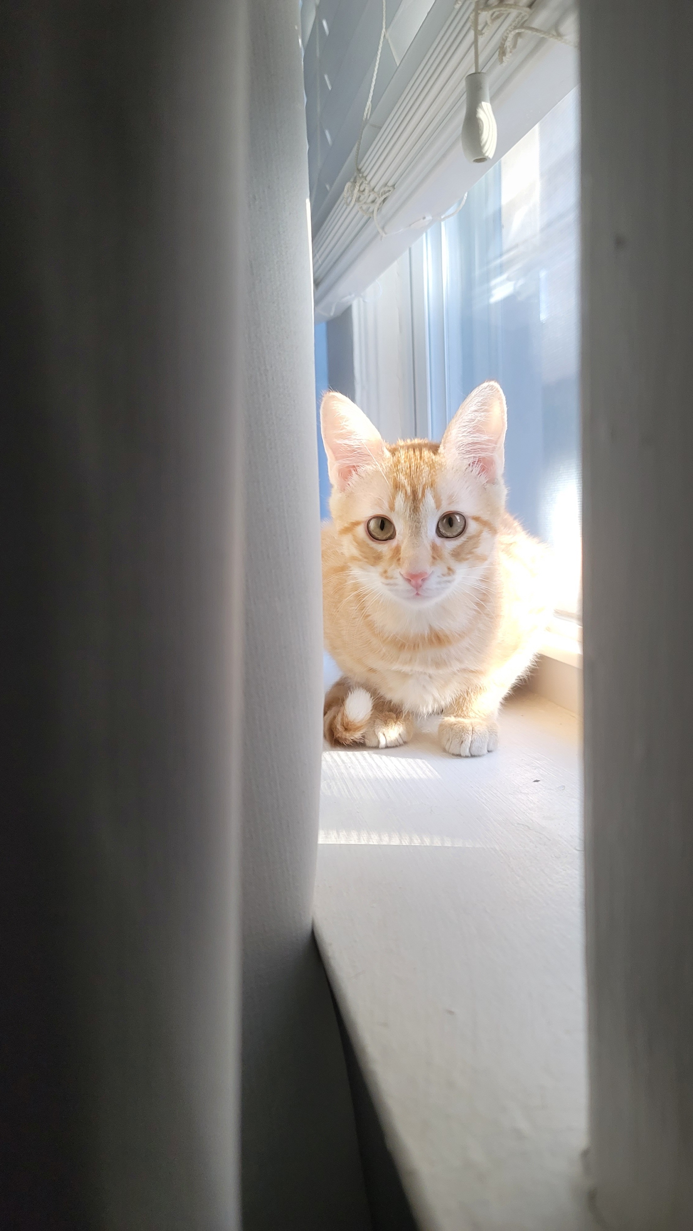 Help Us Save Our Sweet Boy, Kurama campaign photo, 5 of 8
