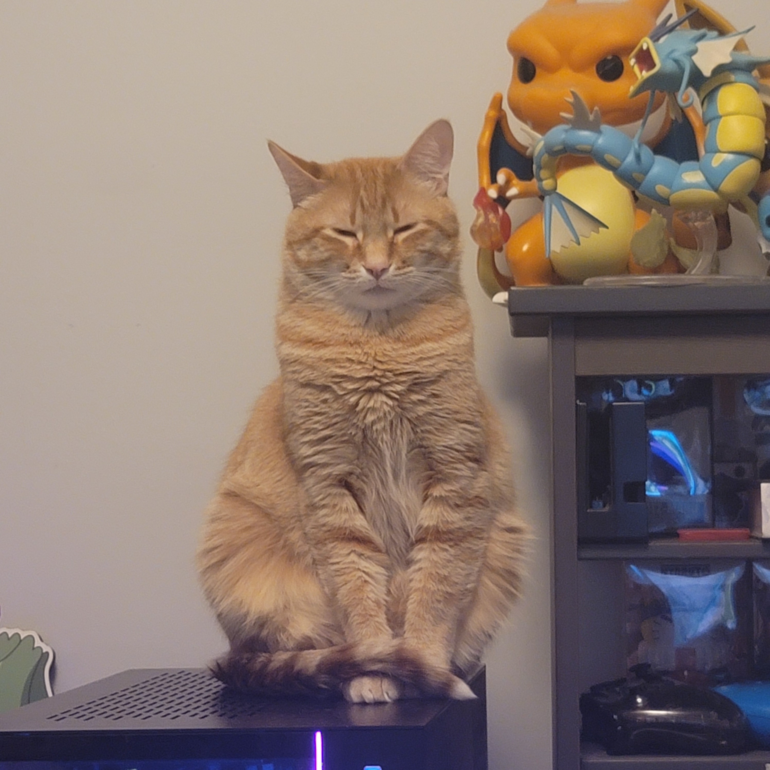 Help Us Save Our Sweet Boy, Kurama campaign photo, 6 of 8