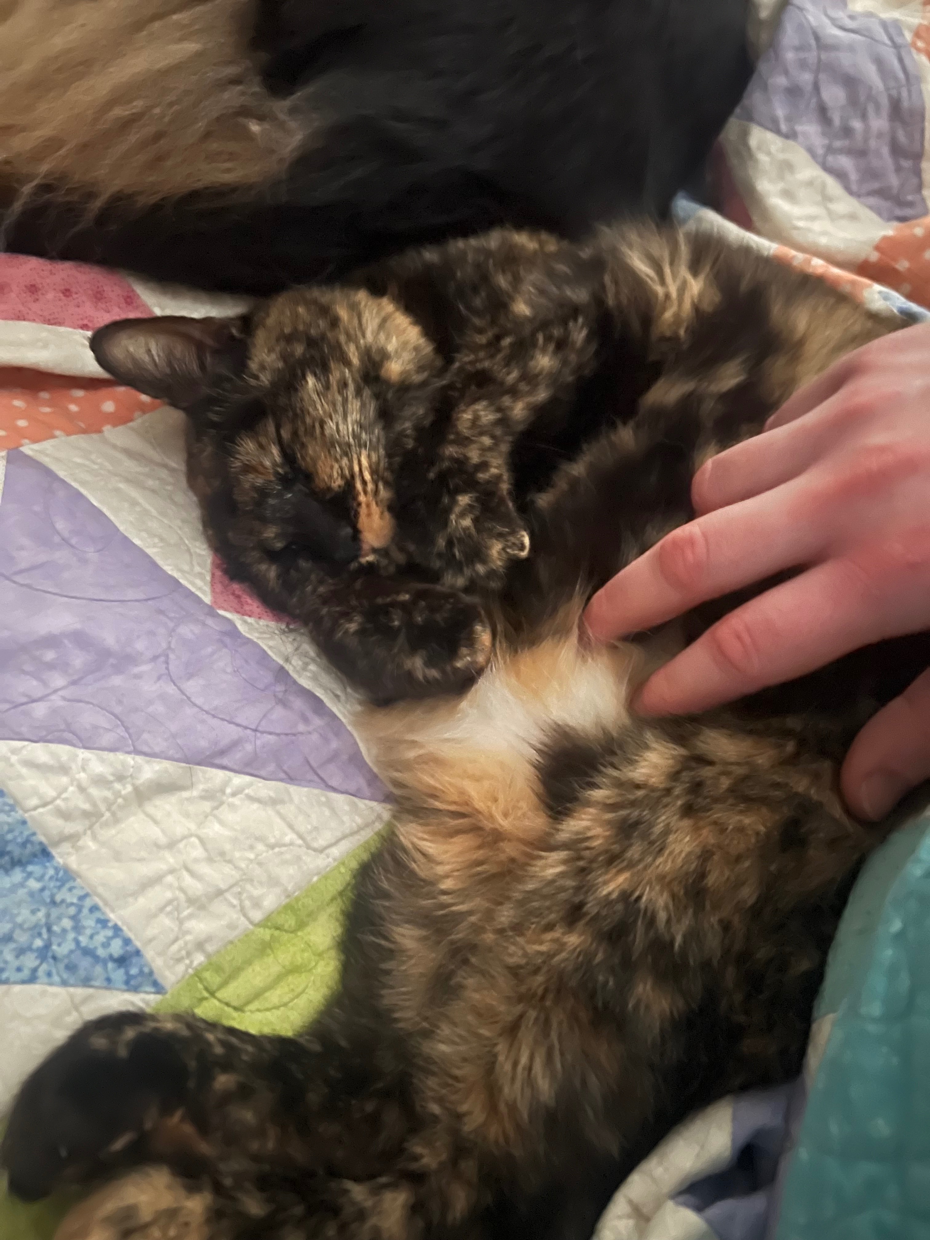 Save my cat Fin from a brain tumour campaign photo, 2 of 8