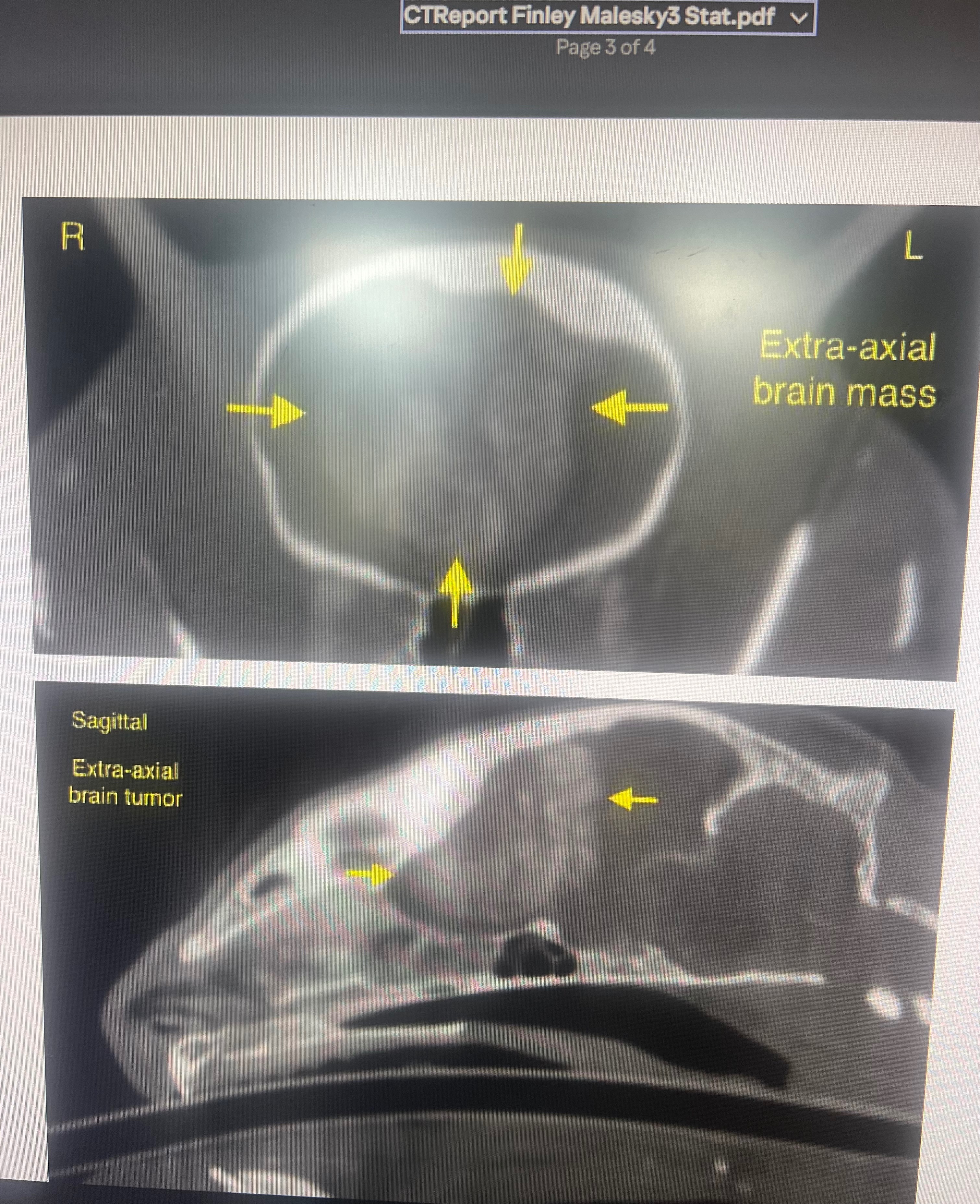 Save my cat Fin from a brain tumour campaign photo, 4 of 8
