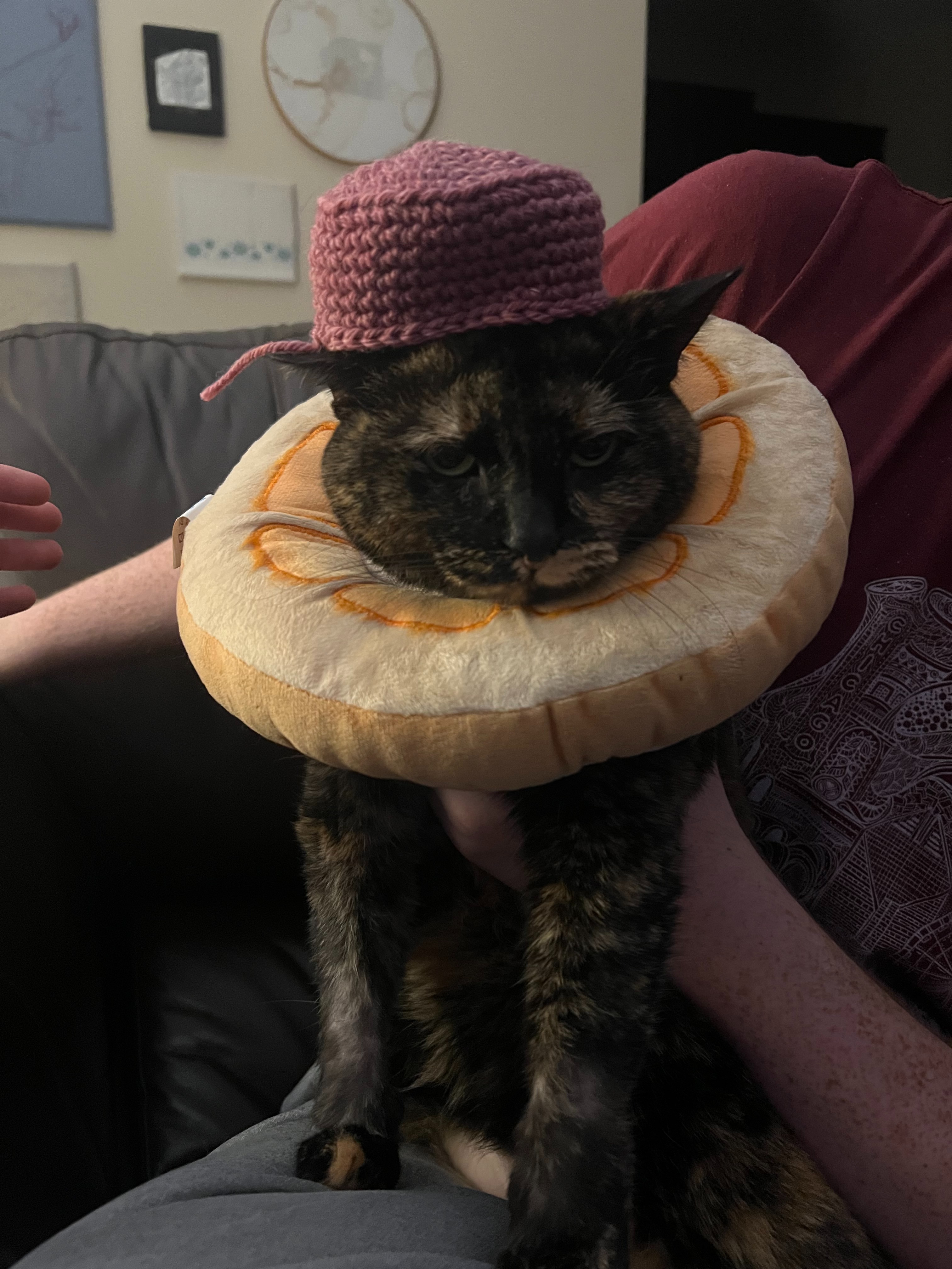 Save my cat Fin from a brain tumour campaign photo, 6 of 8