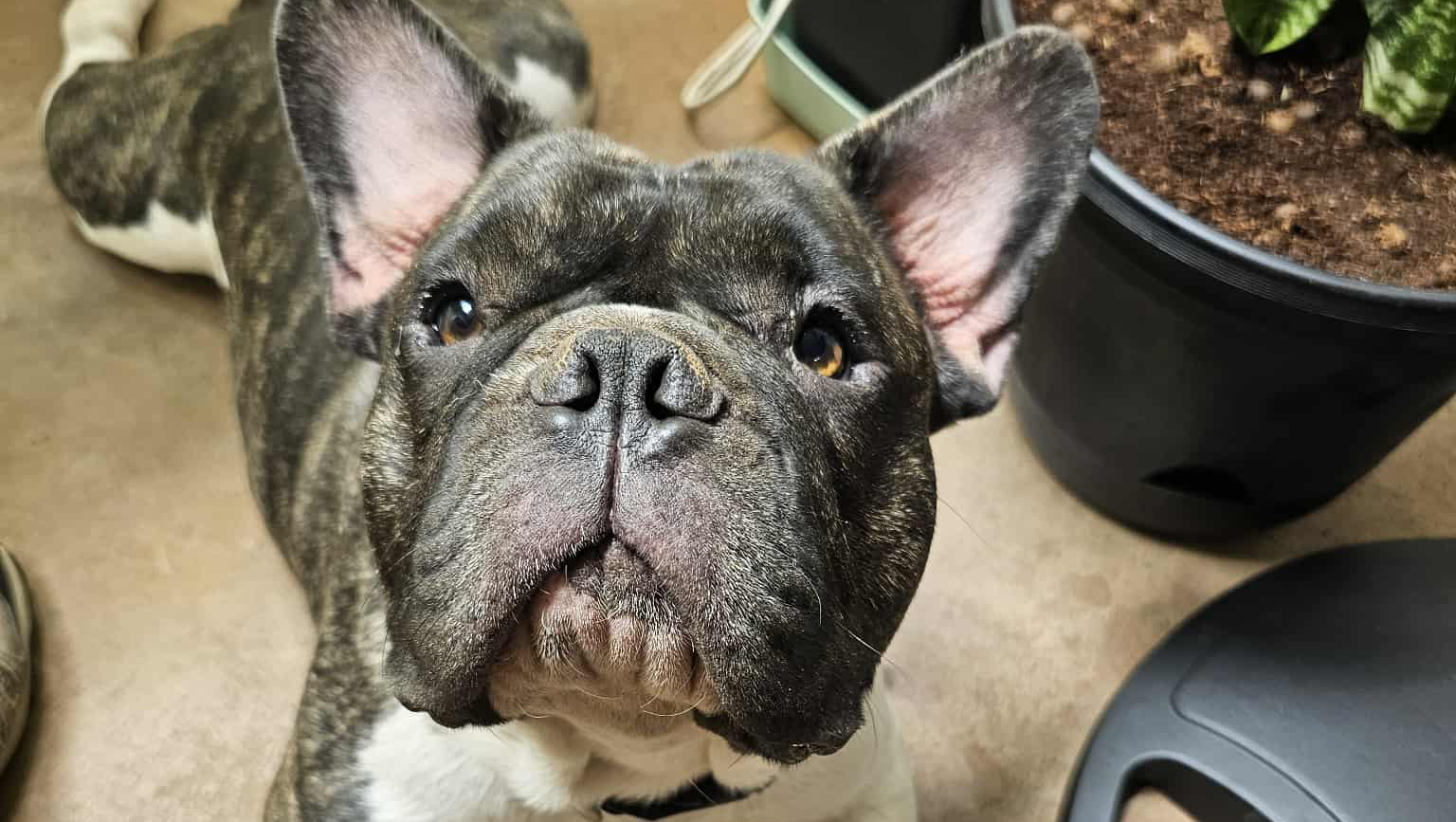 Cosmo fix his eyes photo