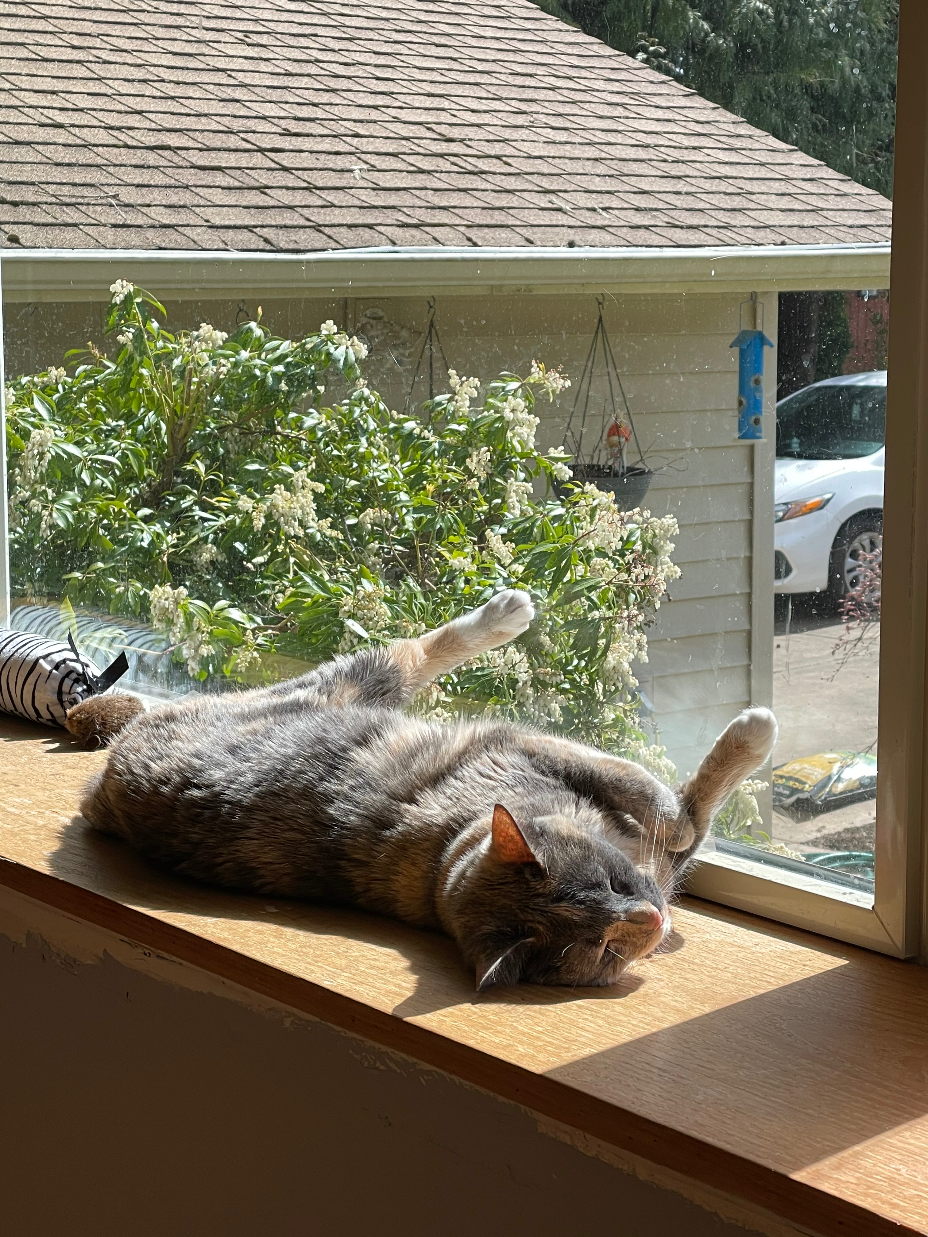 Help Syrah Recover from Chest Surgery campaign photo, 4 of 8