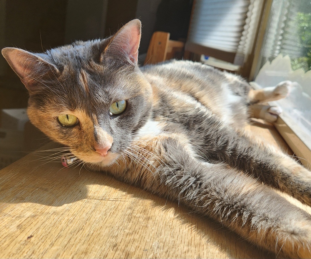 Help Syrah Recover from Chest Surgery campaign photo, 5 of 8