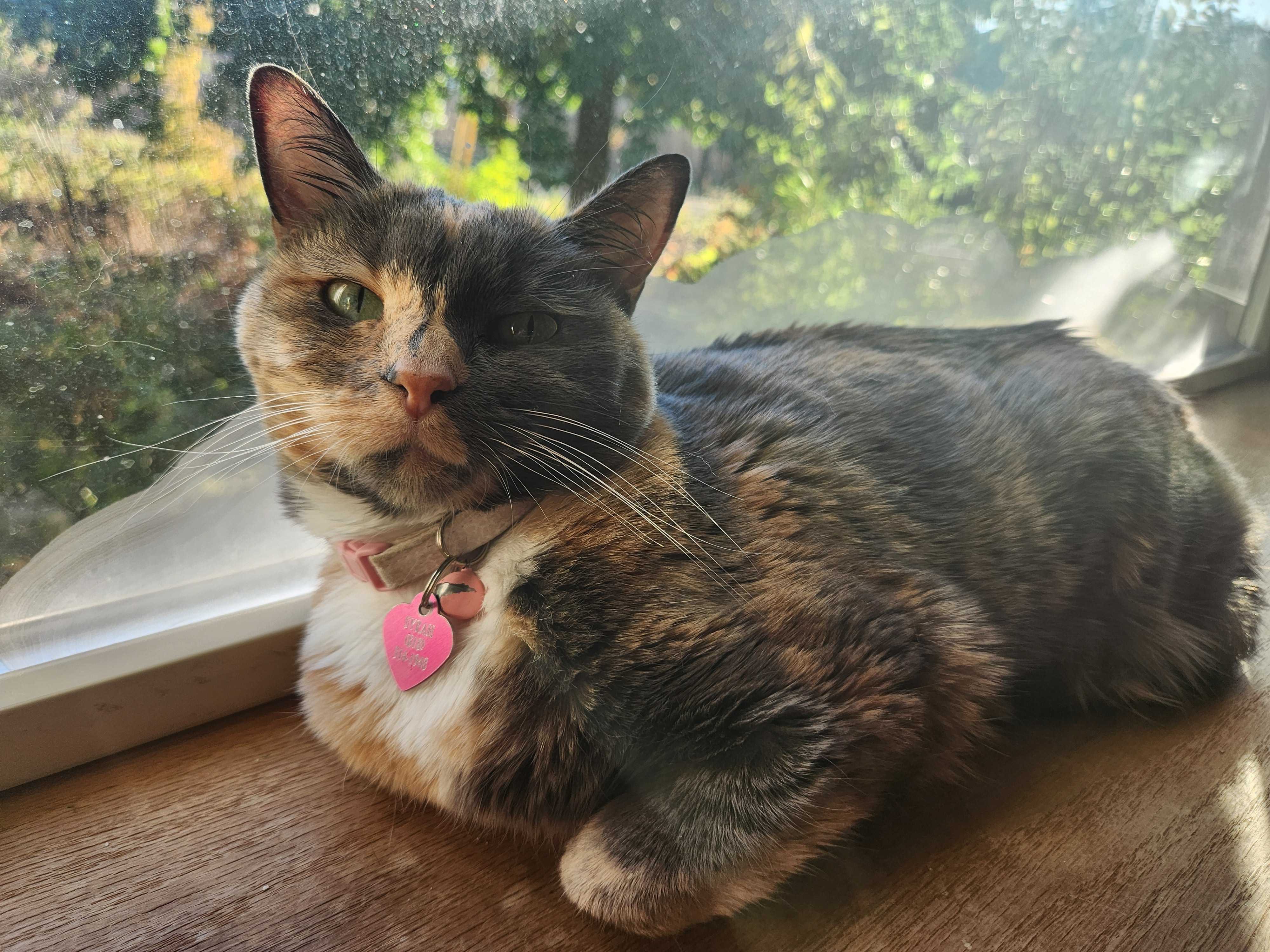 Help Syrah Recover from Chest Surgery campaign photo, 6 of 8