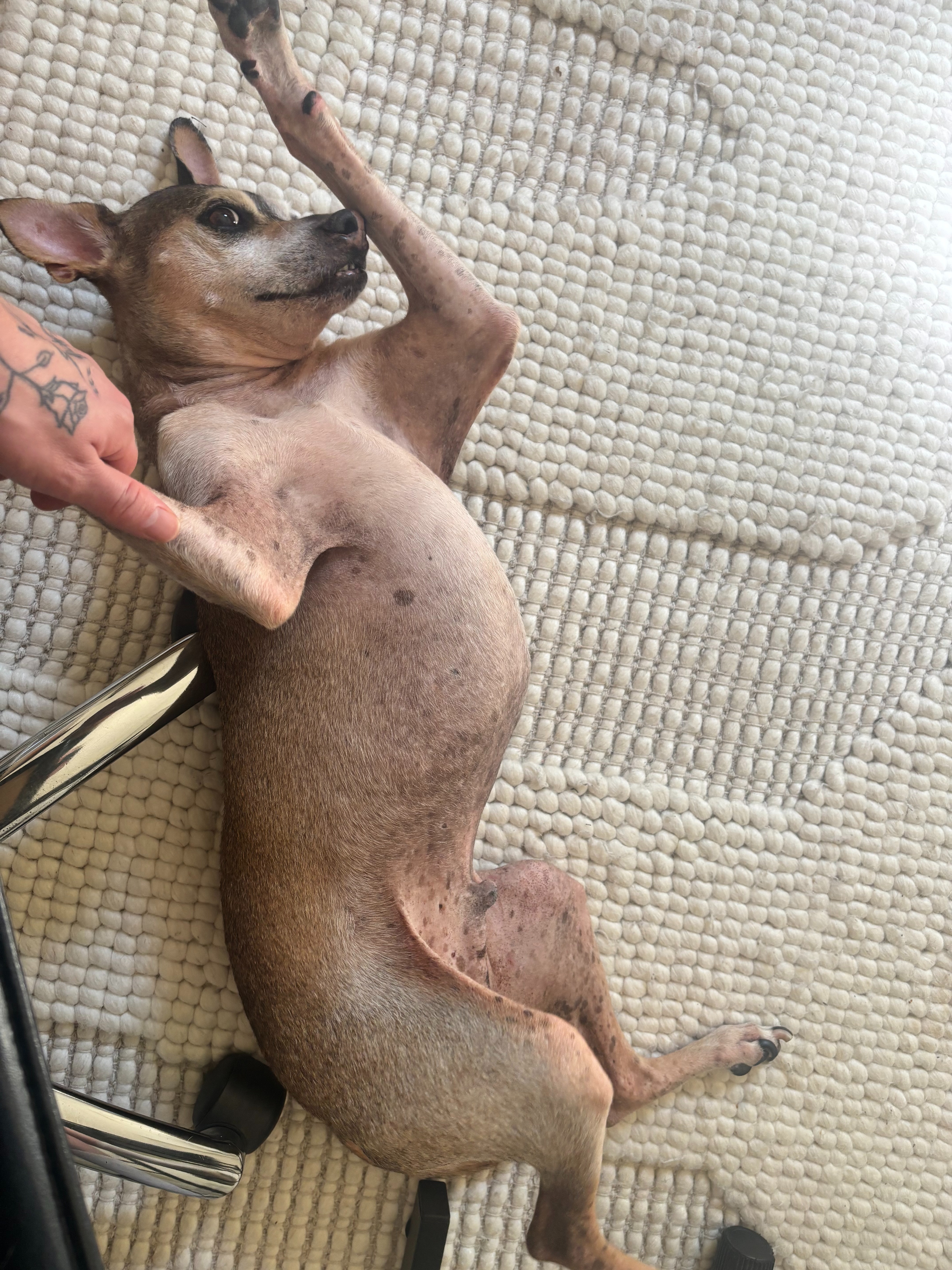 Help Arvo get essential diagnostic procedure! campaign photo, 2 of 8